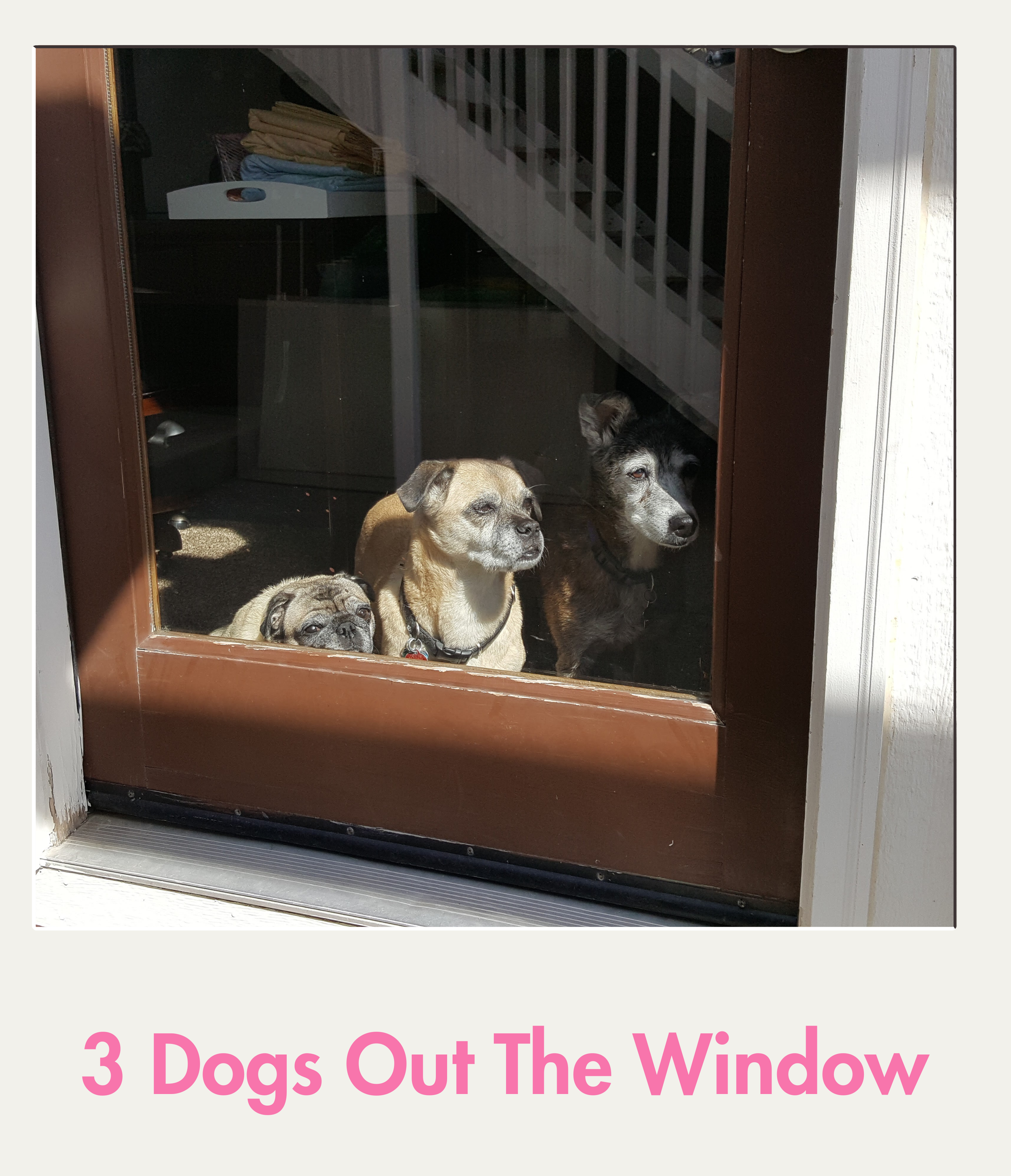 3 dogs out the window.png