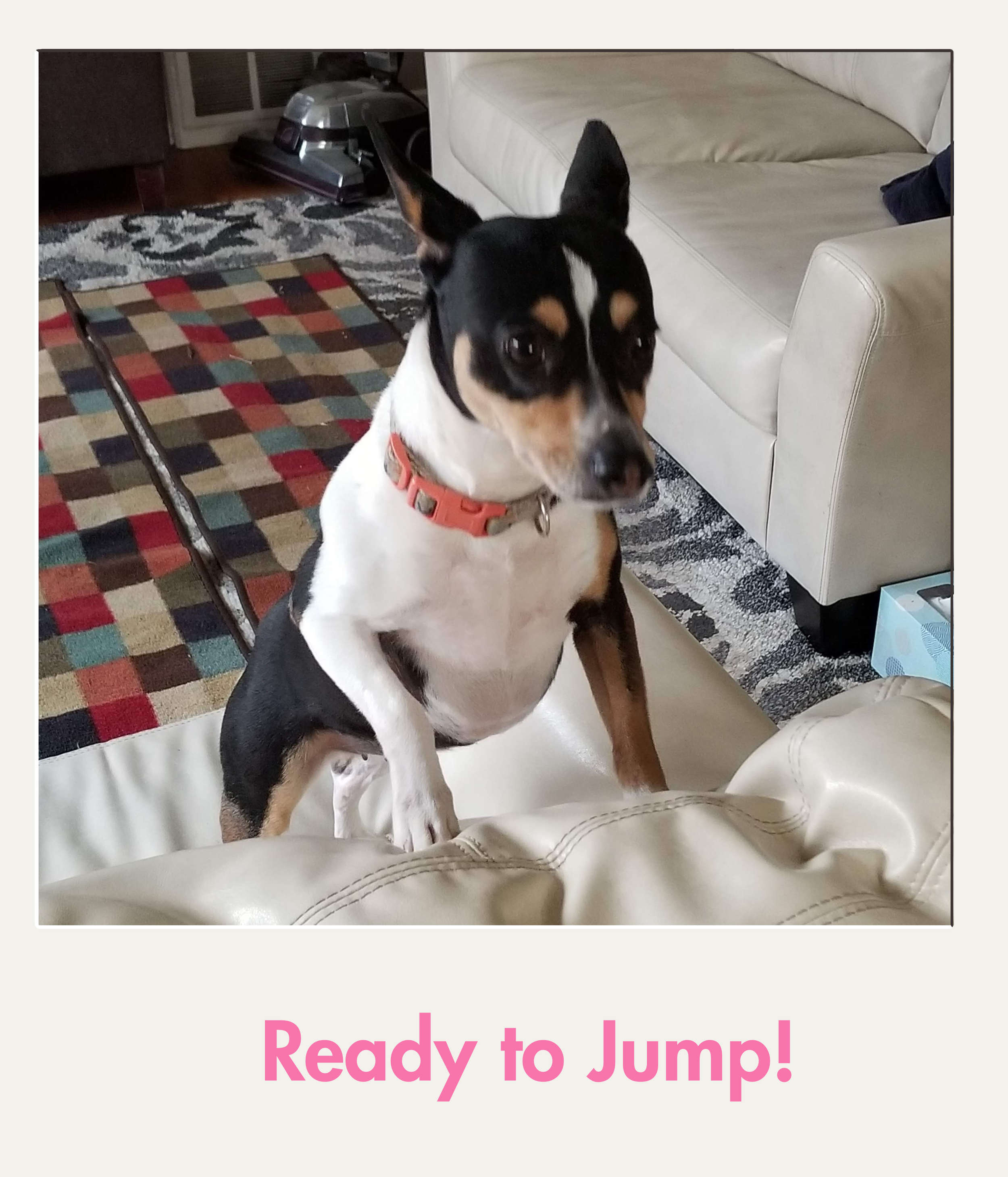 Ready to jump.png