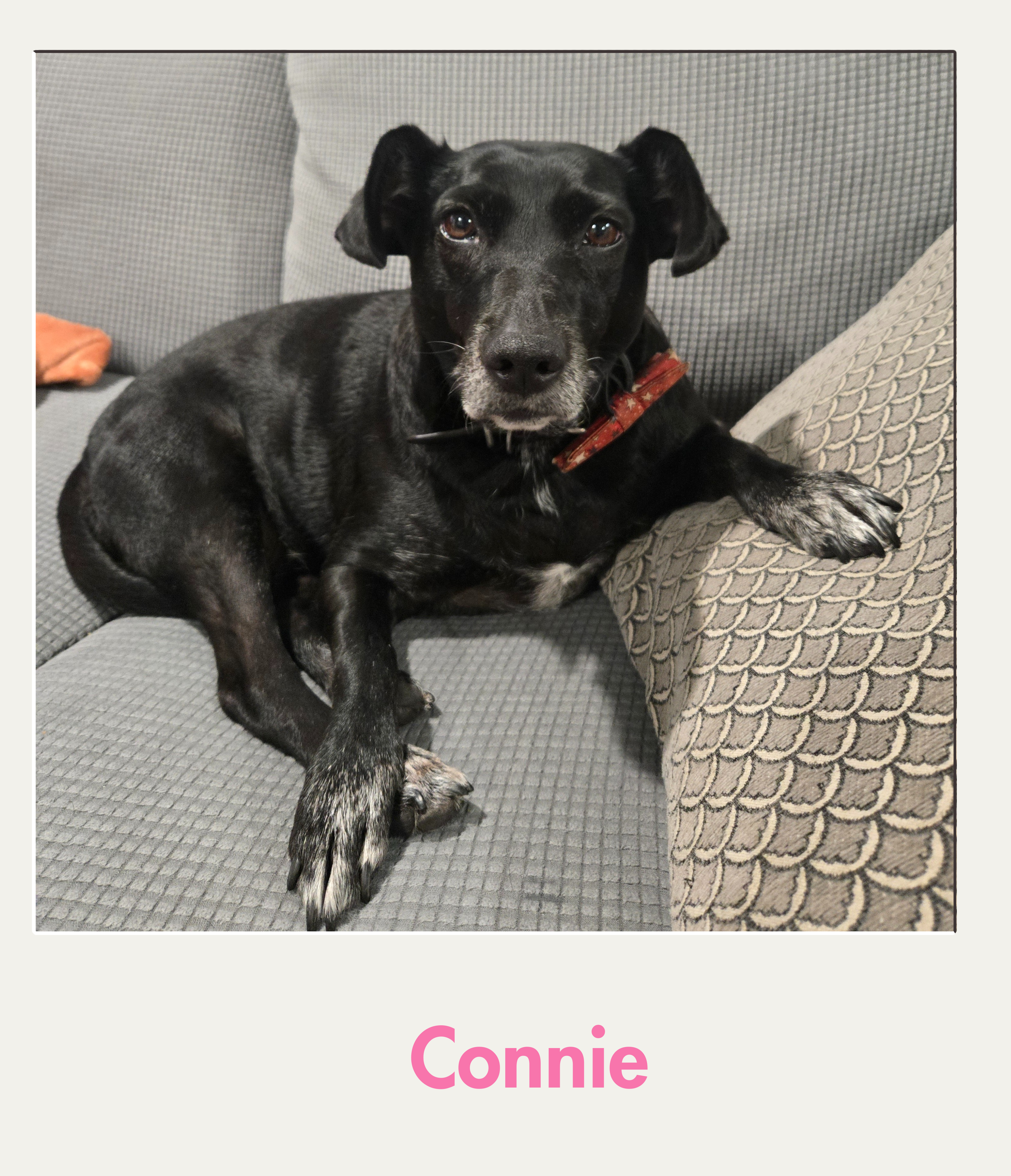Connie.png