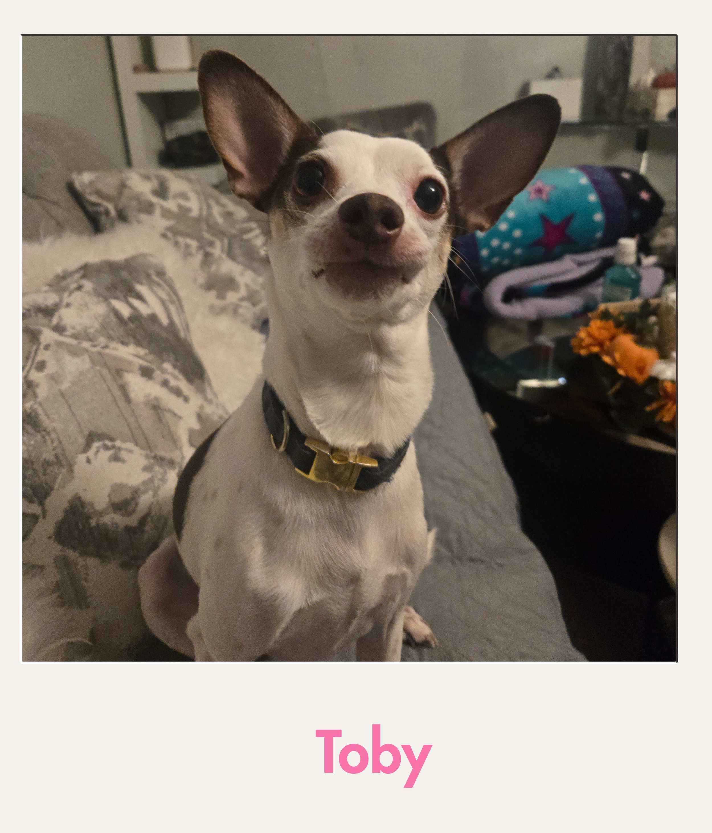 toby.png