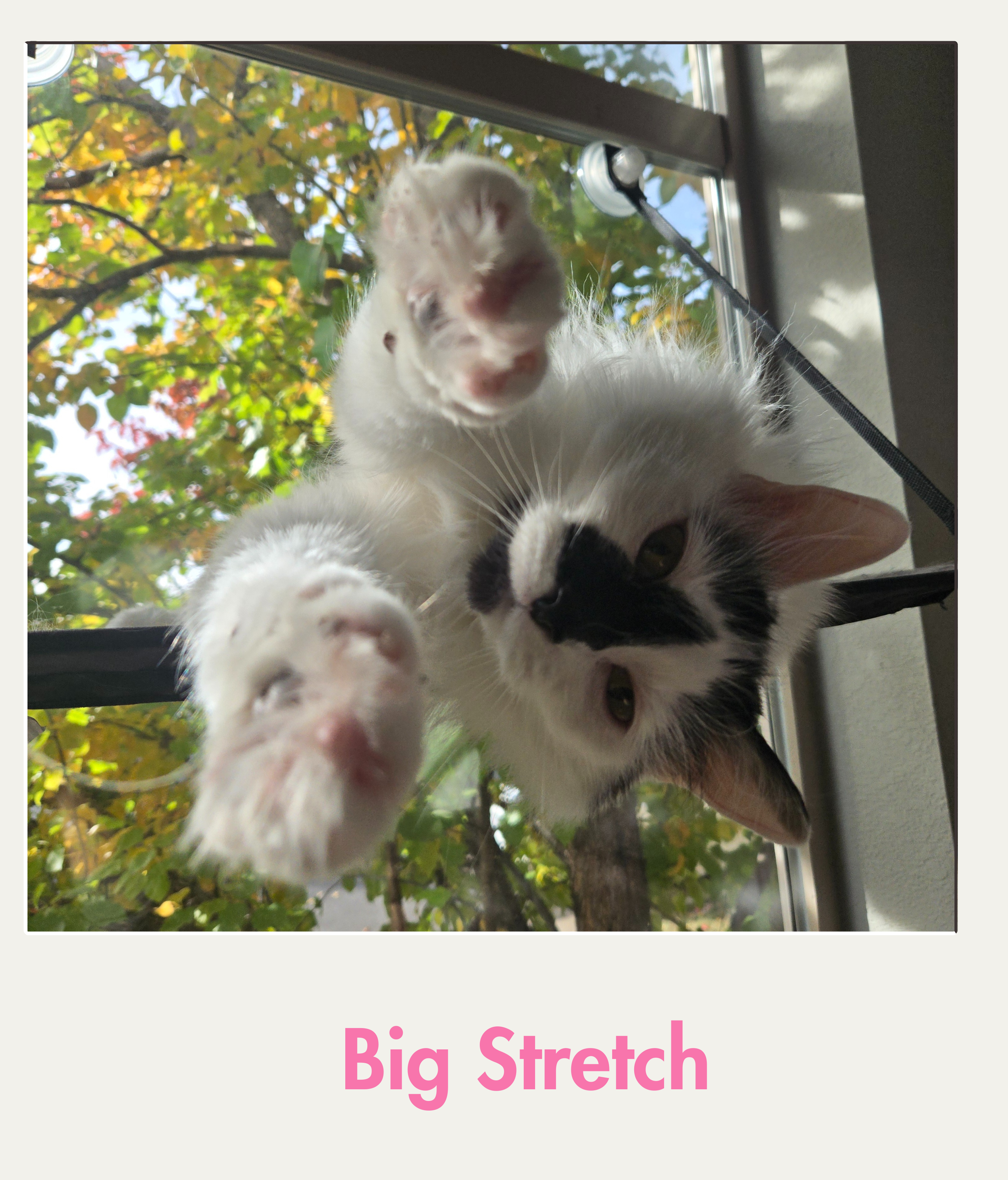 big stretch.png