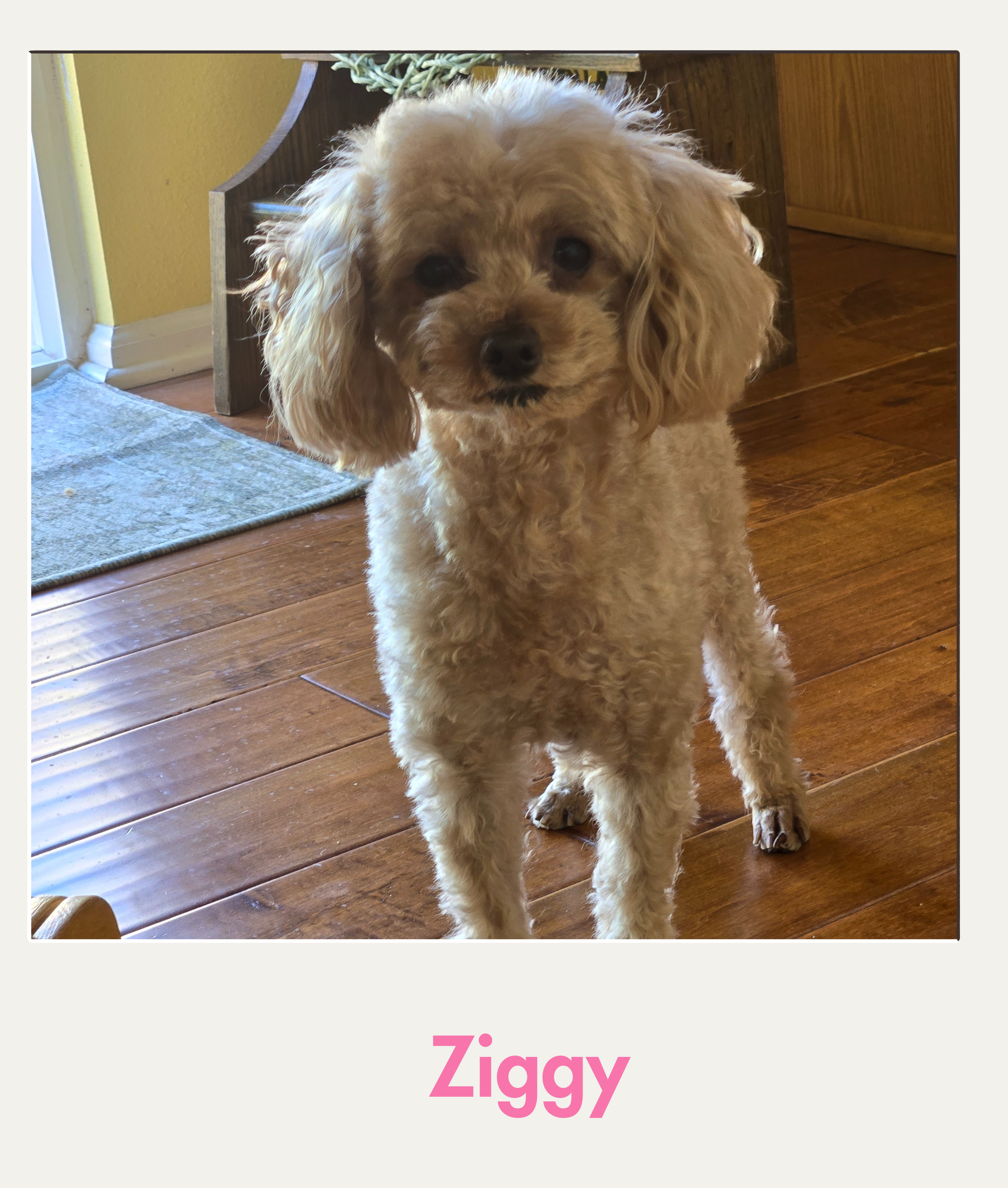 ziggy.png