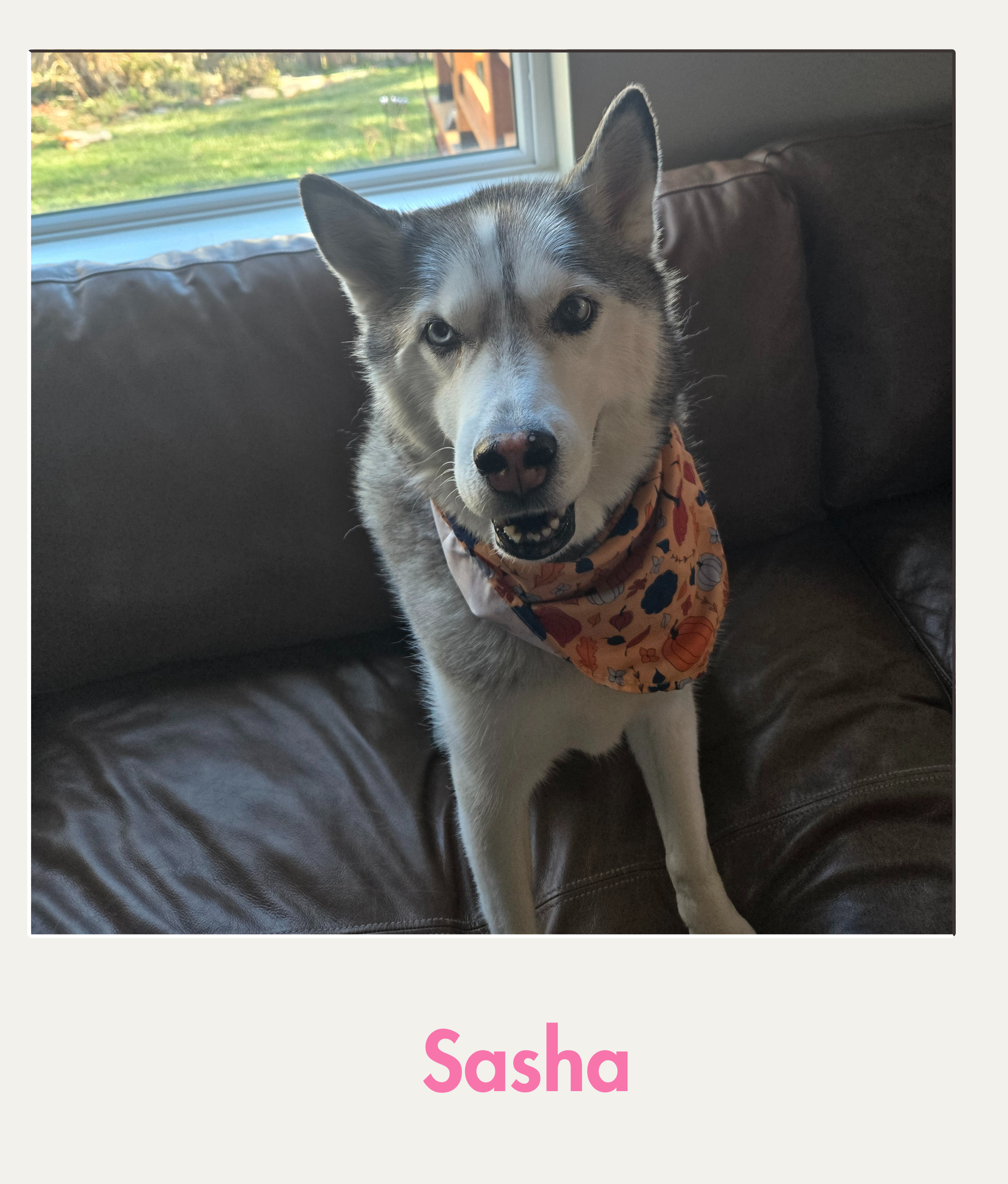 sasha.png