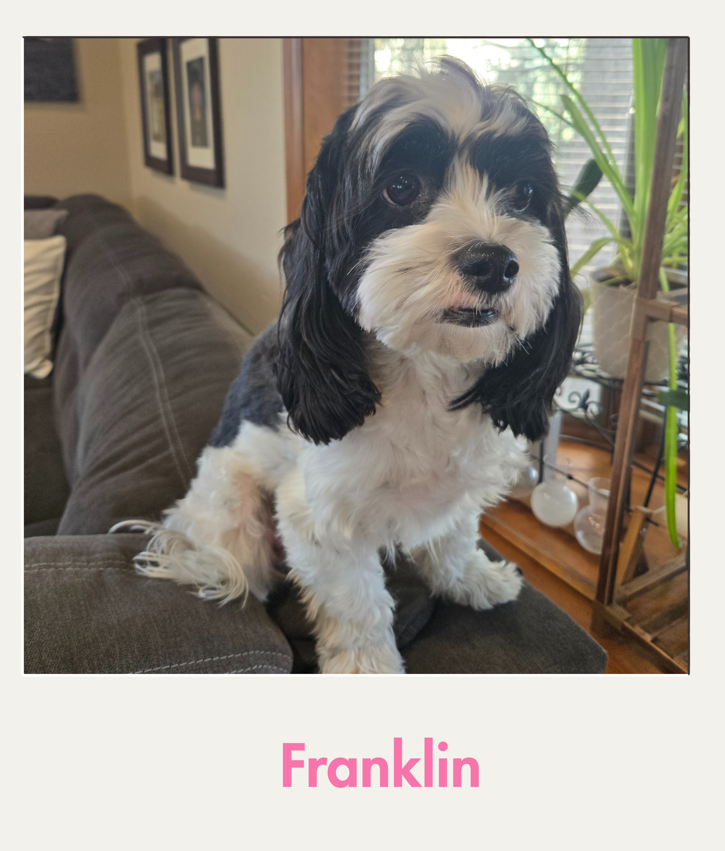 Franklin Photo.png