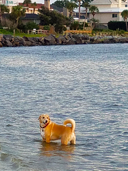Brodi Loves the Water