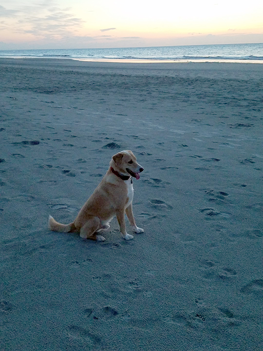 Brodi at the Beach