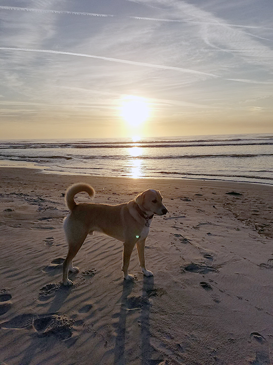 Brodi's Sunset at the Beach