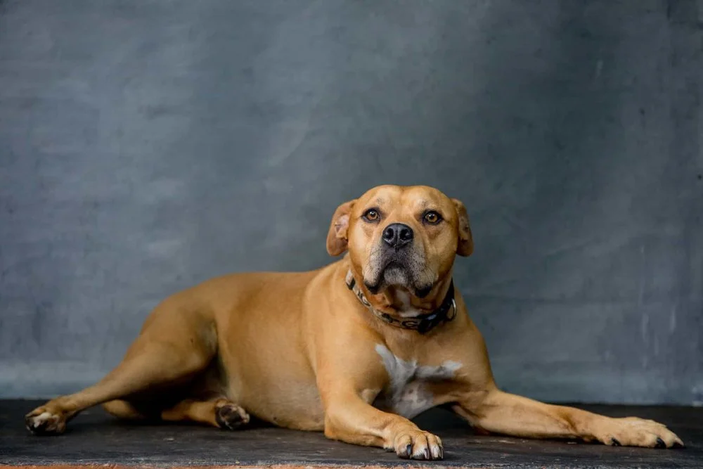 Mr. Wiggles is one of TSIR Founder Holly’s favorite rescue dogs