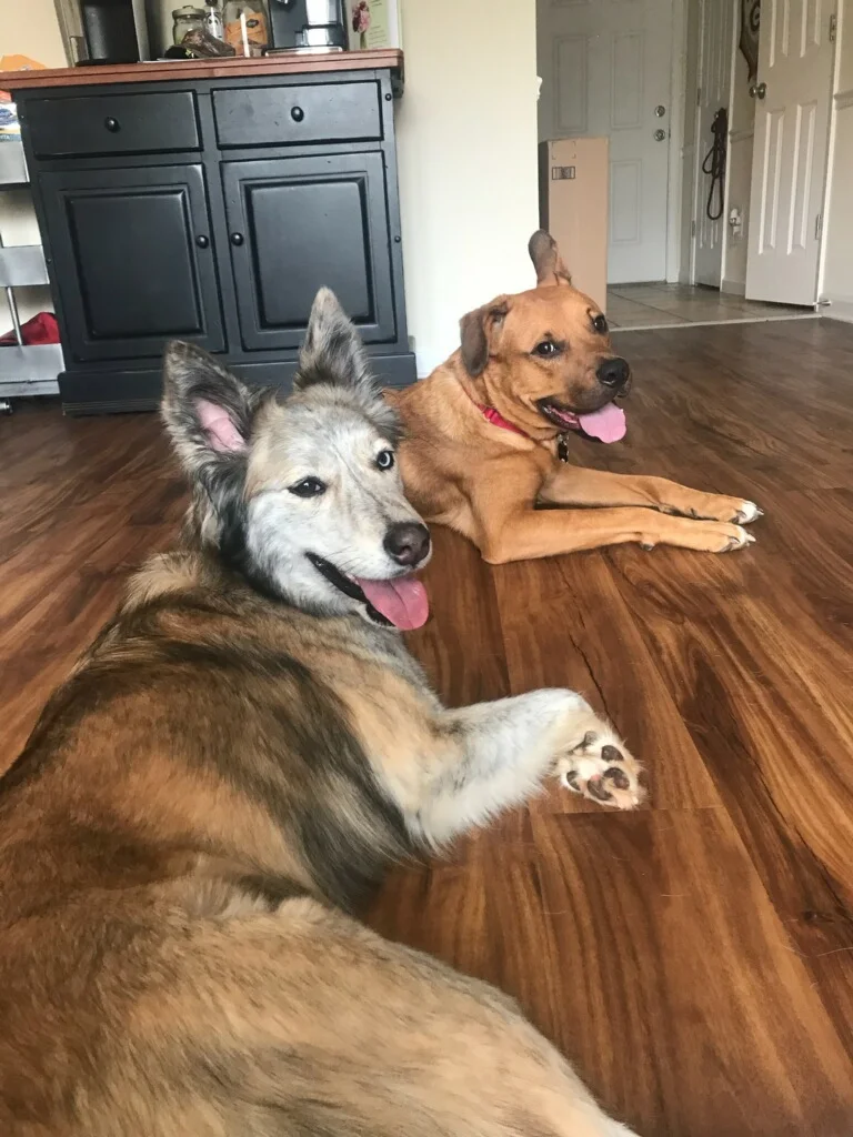 radar and sis hanging out.jpg