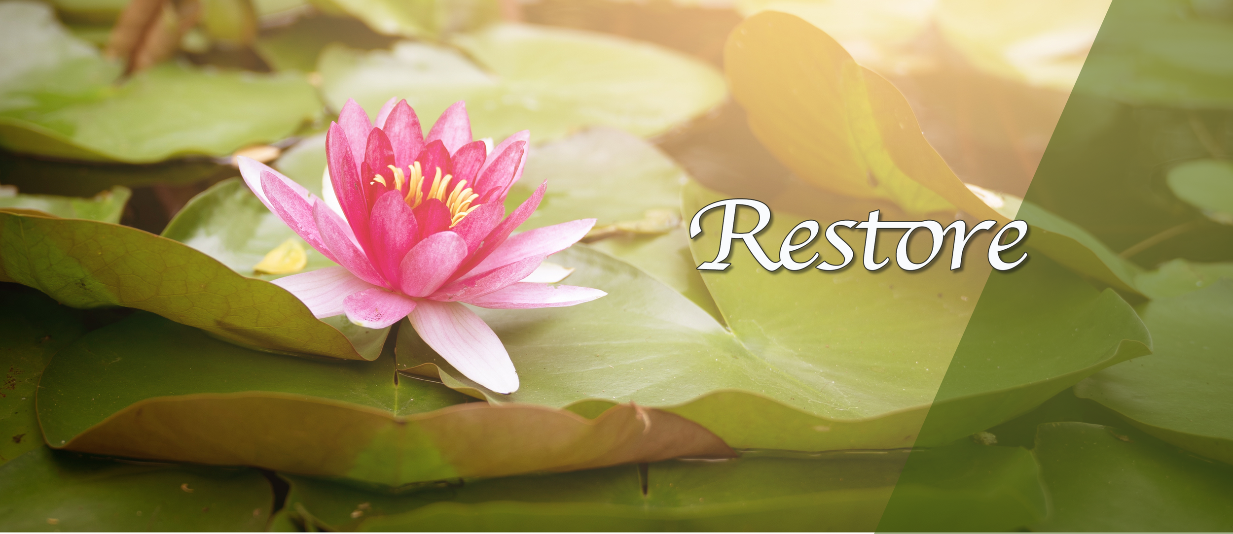 Lily and restore.png