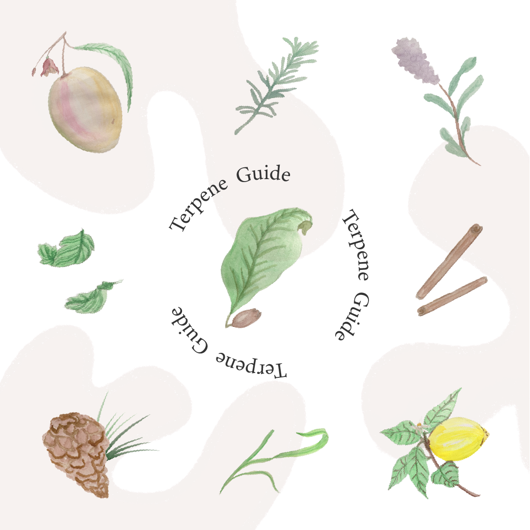 Your Ultimate Terpene Guide