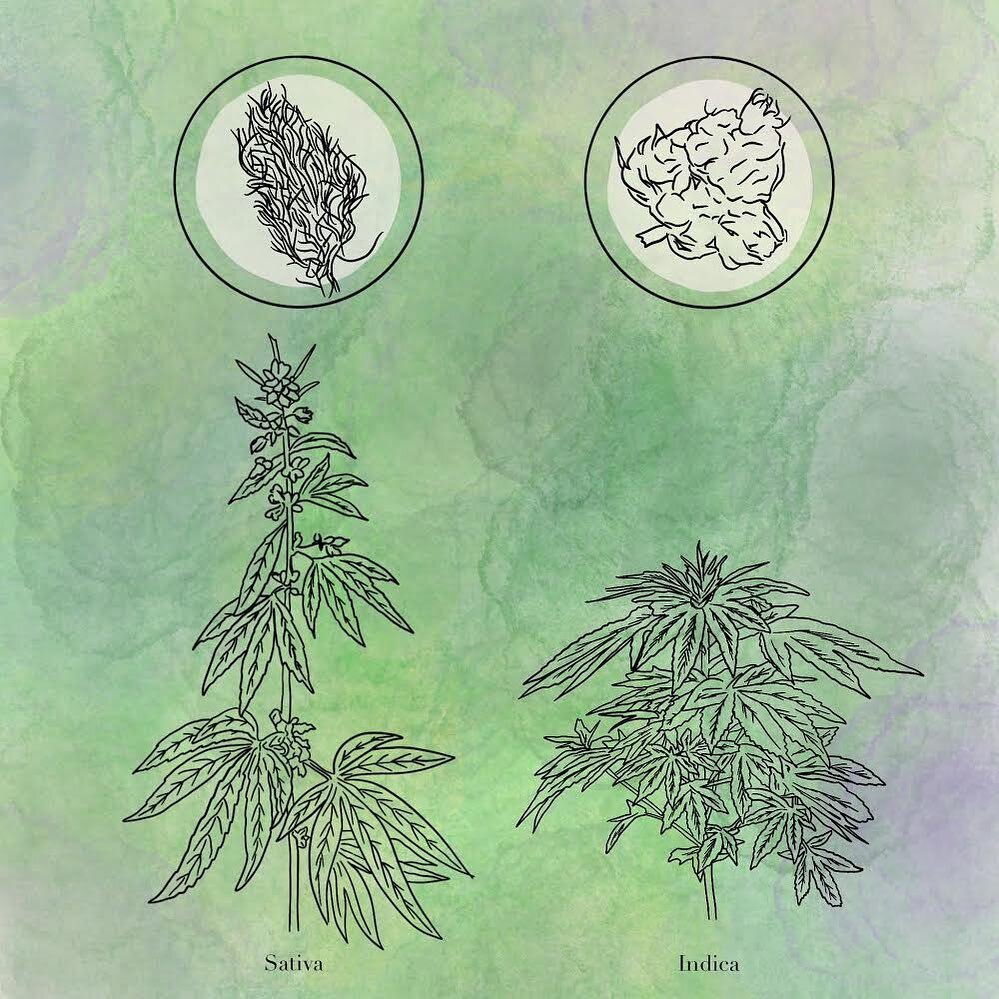 Indica and sativa have long reigned as the supreme means of cannabis categorization. You can ask your local bud tender which one to choose. But if you&rsquo;re trying to figure out how a strain will make you feel, the answer won&rsquo;t be helpful. T