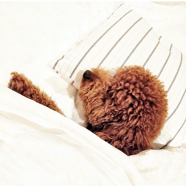 Unfortunately, we can&rsquo;t all be this well rested. But, we can fake it! Check out my latest blog post (link in my bio) for 5 simple beauty tricks to fake a good night&rsquo;s sleep. Happy Friday, Friends!
.
.
.
.
#torontoblogger #beautytips #beau