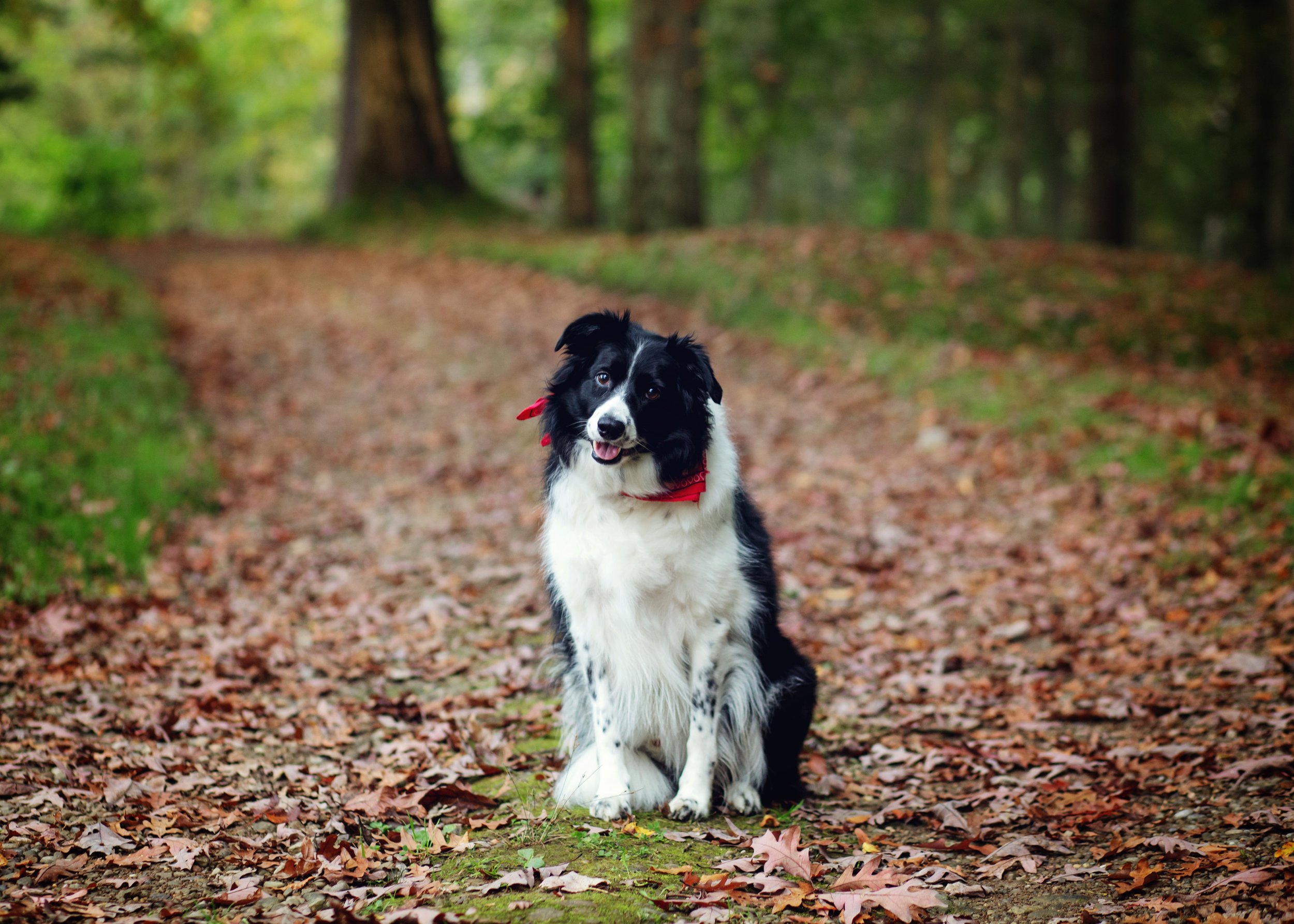 Pet Photographer | Kelly Rhoades Photography