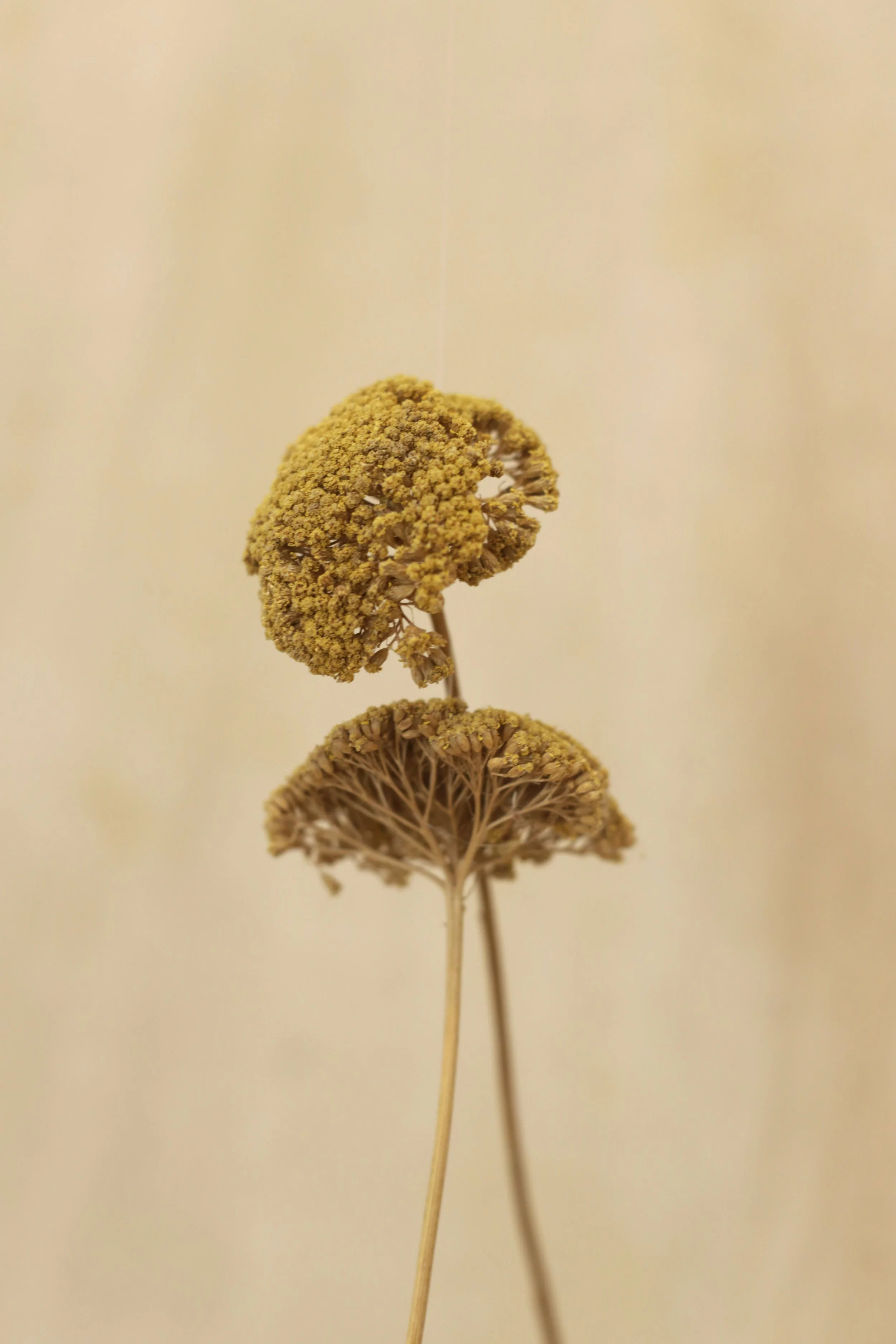 Foto: Claire O´Keefe