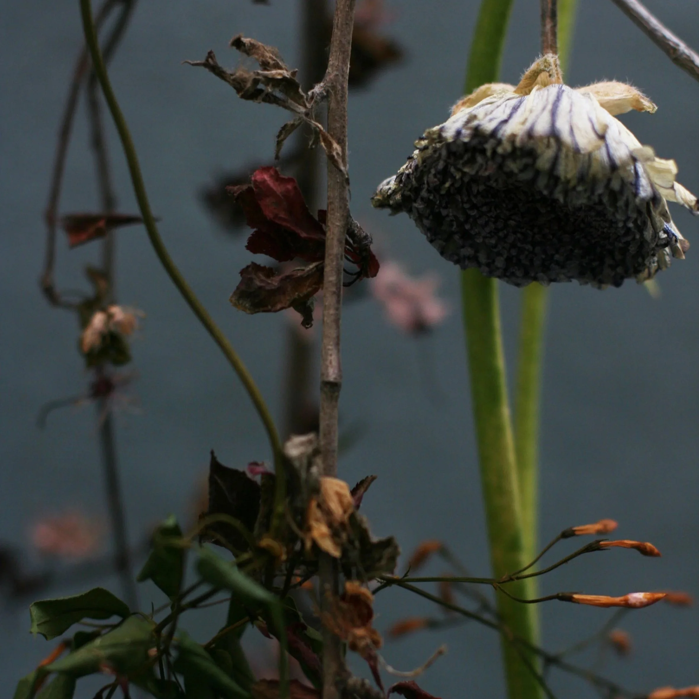 Withered (Copy)