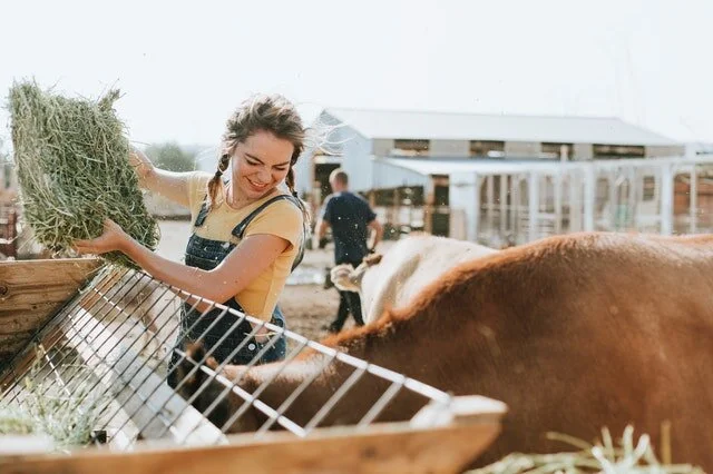 animals-blond-hair-cattle-1881334.jpg