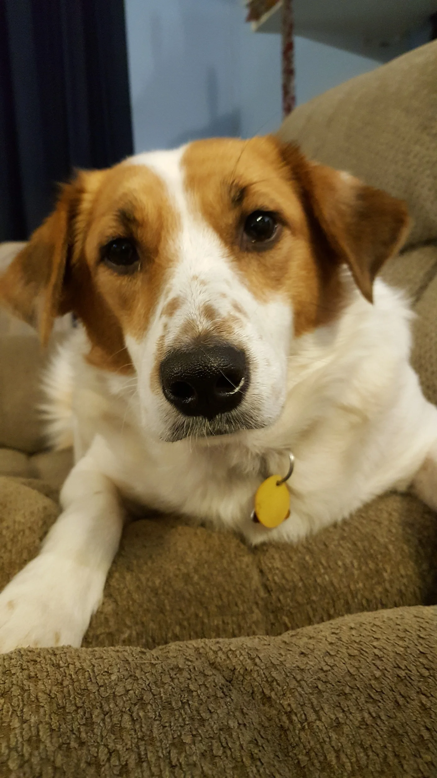 Our Puppy Kit (older photo)