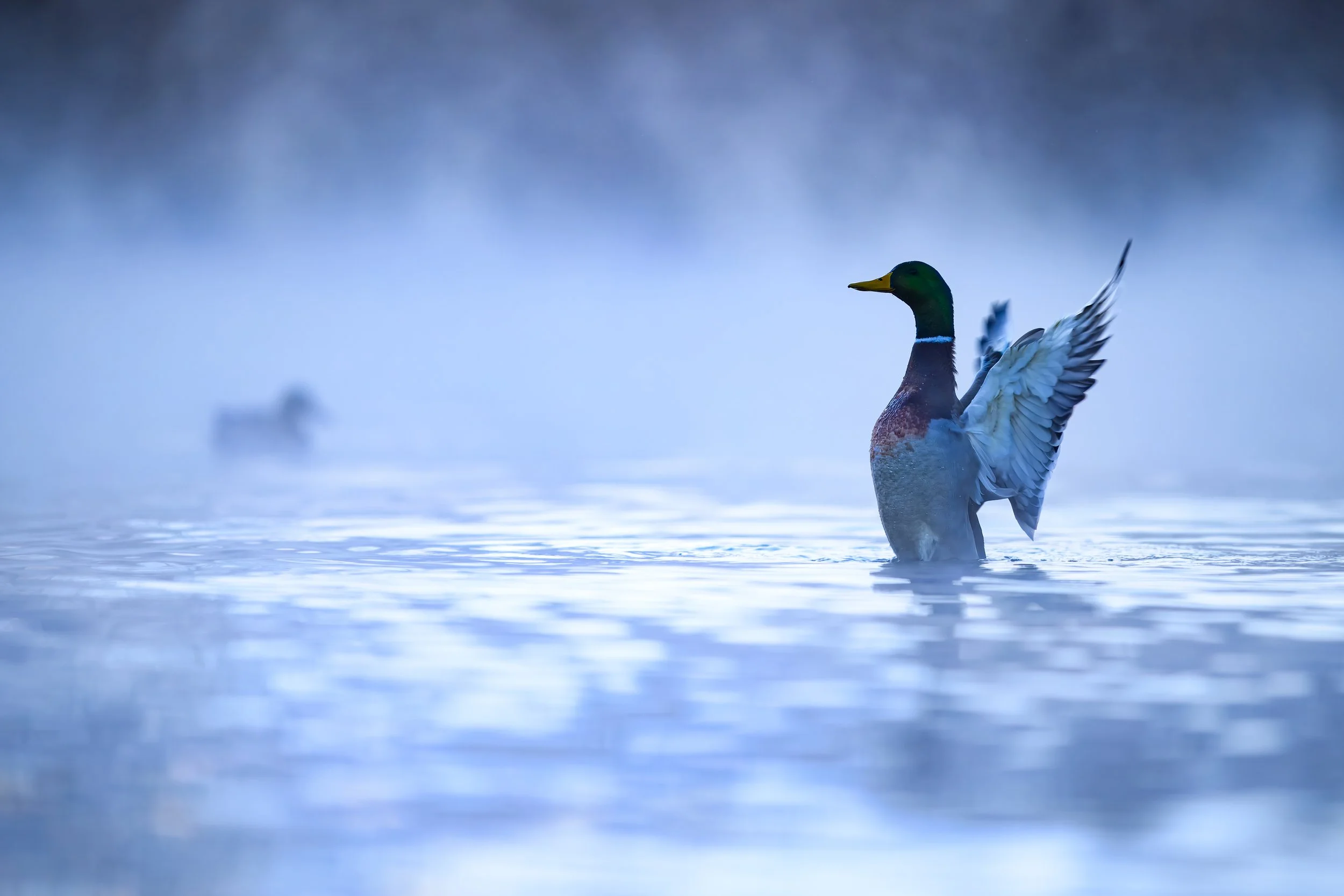 "Minus 2 Mallard", Matthew Dolkart, IG: @thebirdherder
