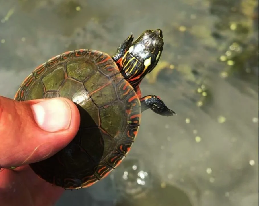 babyturtle.jpg