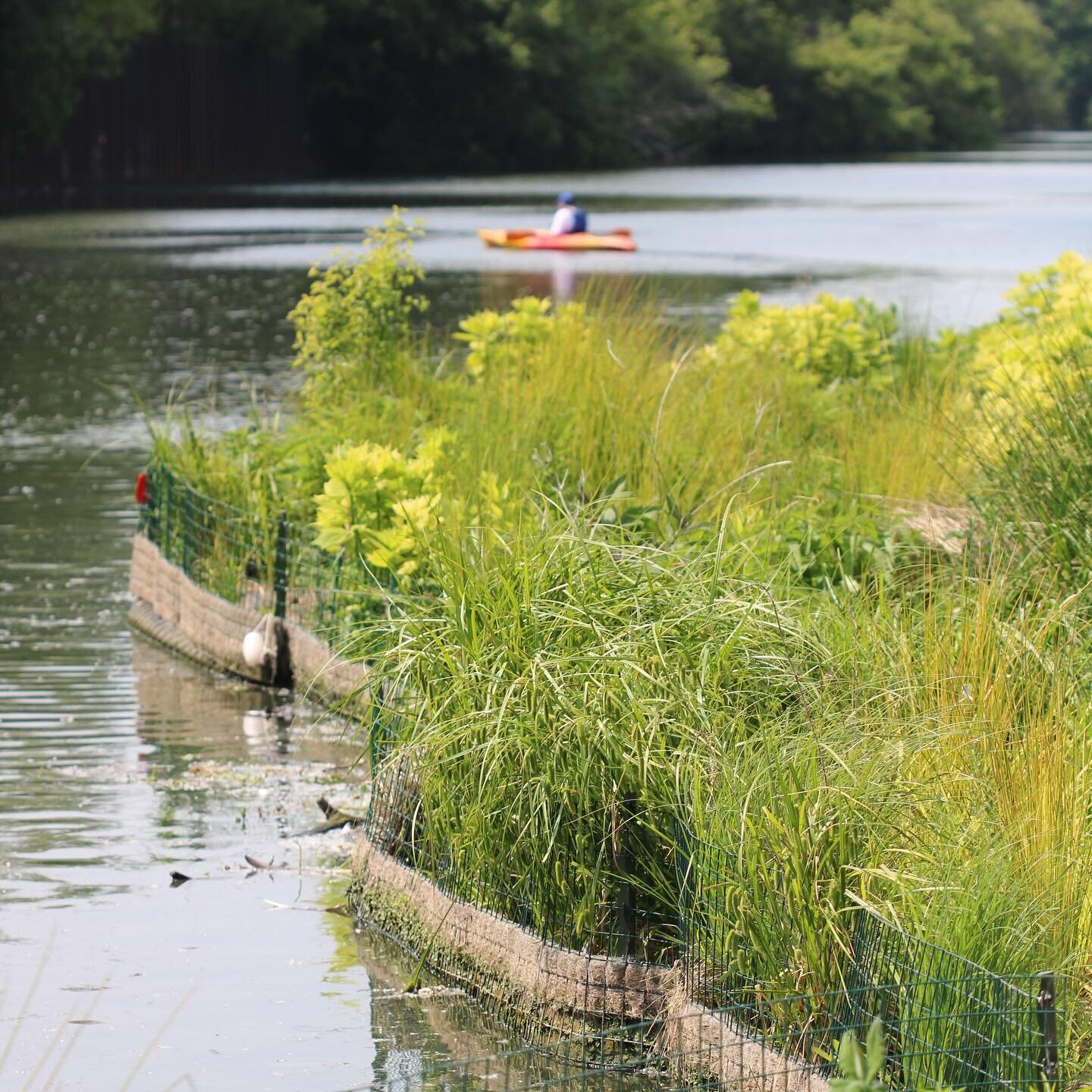 We&rsquo;re all missing the Wild Mile&rsquo;s greenery this time of year! 🌿🌸What native species are you most looking forward to seeing from the boardwalk this growing season? Let us know in the comments!

#wildmile #wildmilechicago #urbanrivers #na