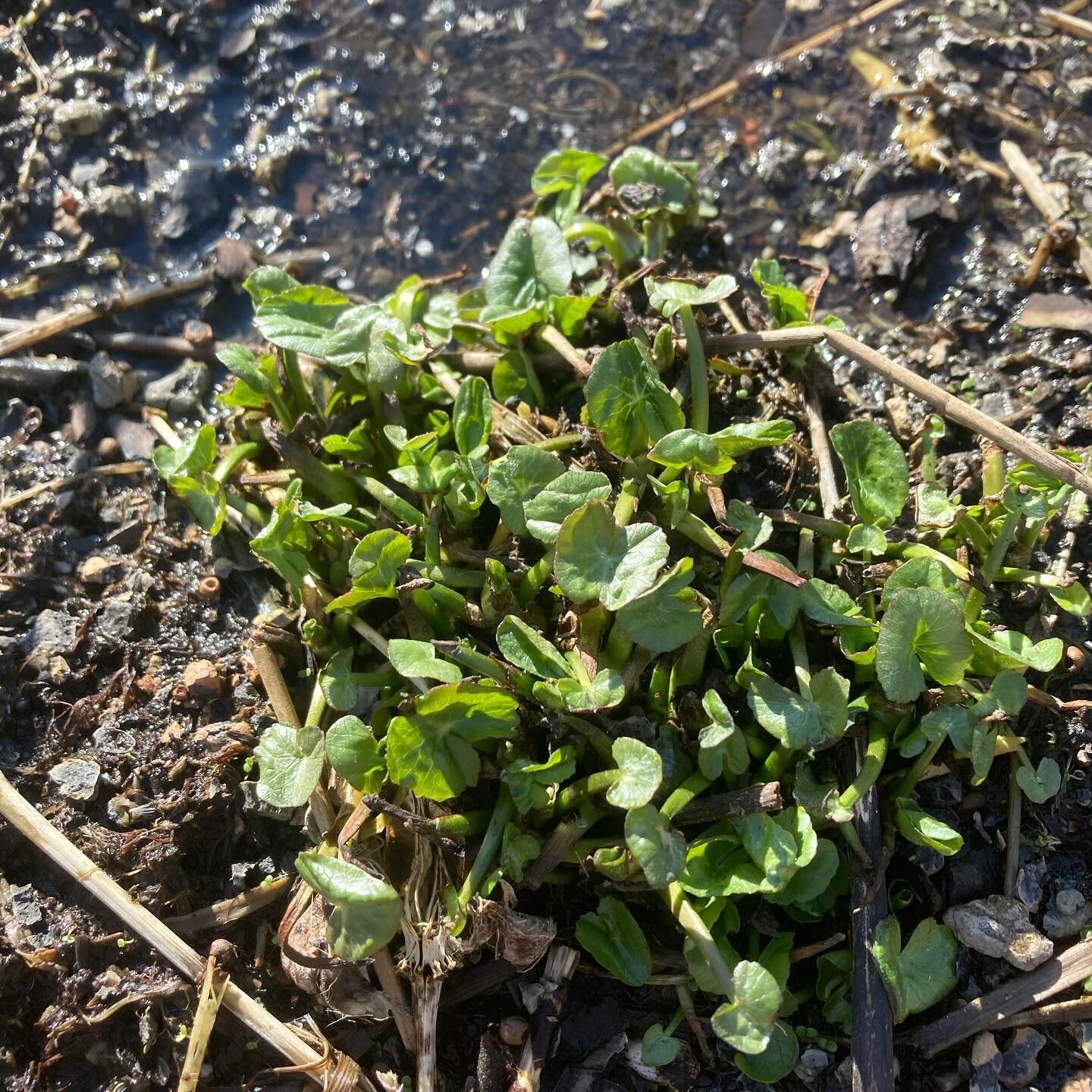 The recent warm weather has everyone confused - especially the plants! On the Wild Mile, we&rsquo;re already seeing some early arrivals, including some of our favorite flowering natives like iris and marsh marigold. 

As enjoyable as these warm days 