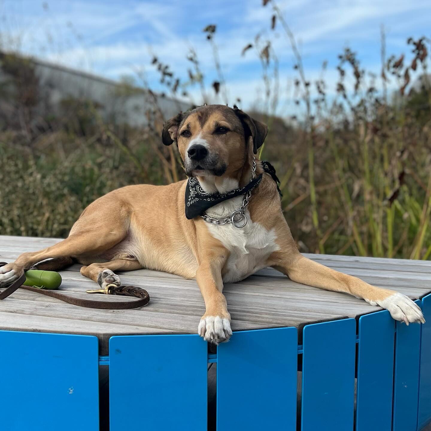 Meet The Team: Bubba Tucker, Head of Goose Relations. 

Bubba Tucker valiantly defends the Wild Mile from geese who threaten to eat our native plants and poop on the boardwalk &hellip; then he eats our native plants and poops on the boardwalk. Just t