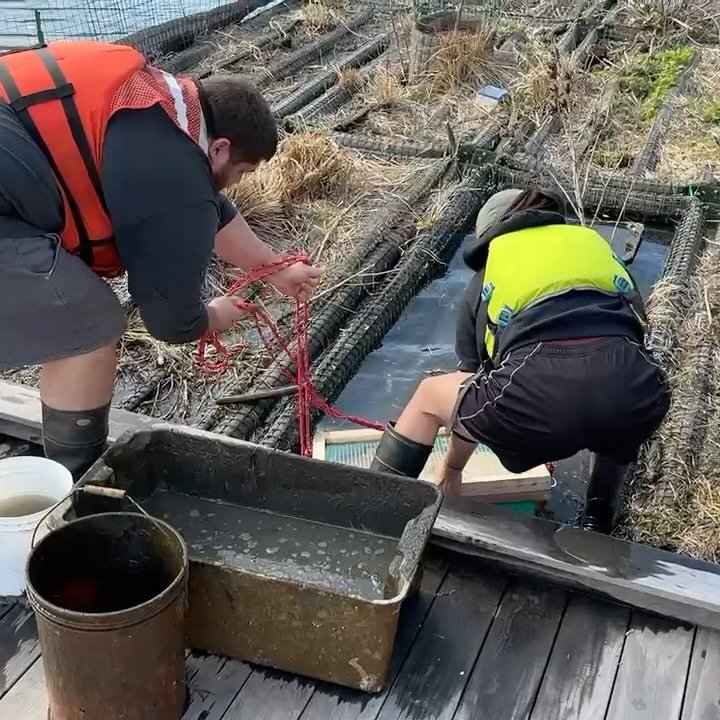 We&rsquo;re piloting a new design for our mussel bunkers! Conceptualized and constructed by Owen LaGuardia and our other awesome Eagle Scout volunteers, these new habitats are designed to prevent predation my muskrats and other potential threats. We 