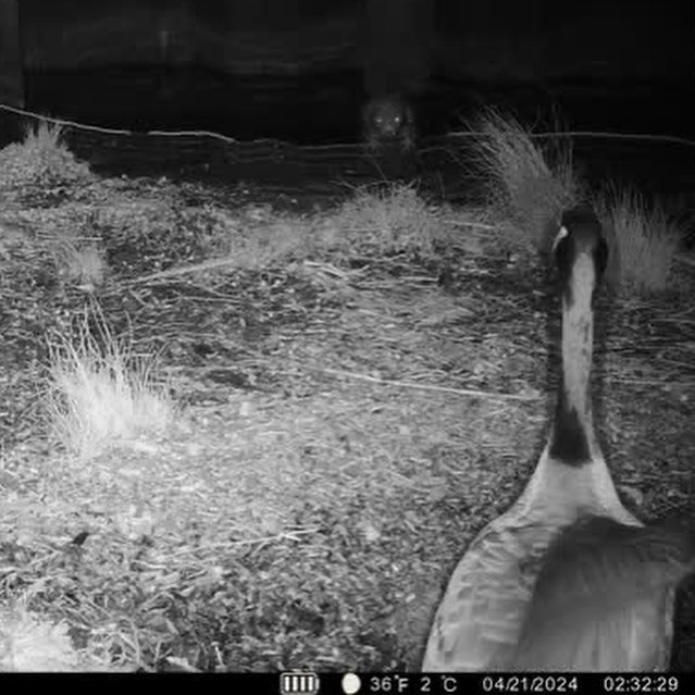 &ldquo;Showdown&rdquo;, &ldquo;Black Sheep&rdquo;, &ldquo;Forced Perspective&rdquo;, &ldquo;Showdown Part II&rdquo;, and &ldquo;The Posse&rdquo; - the latest pieces from our wildlife cameras! Huge shoutout to our camera crew for capturing such great 