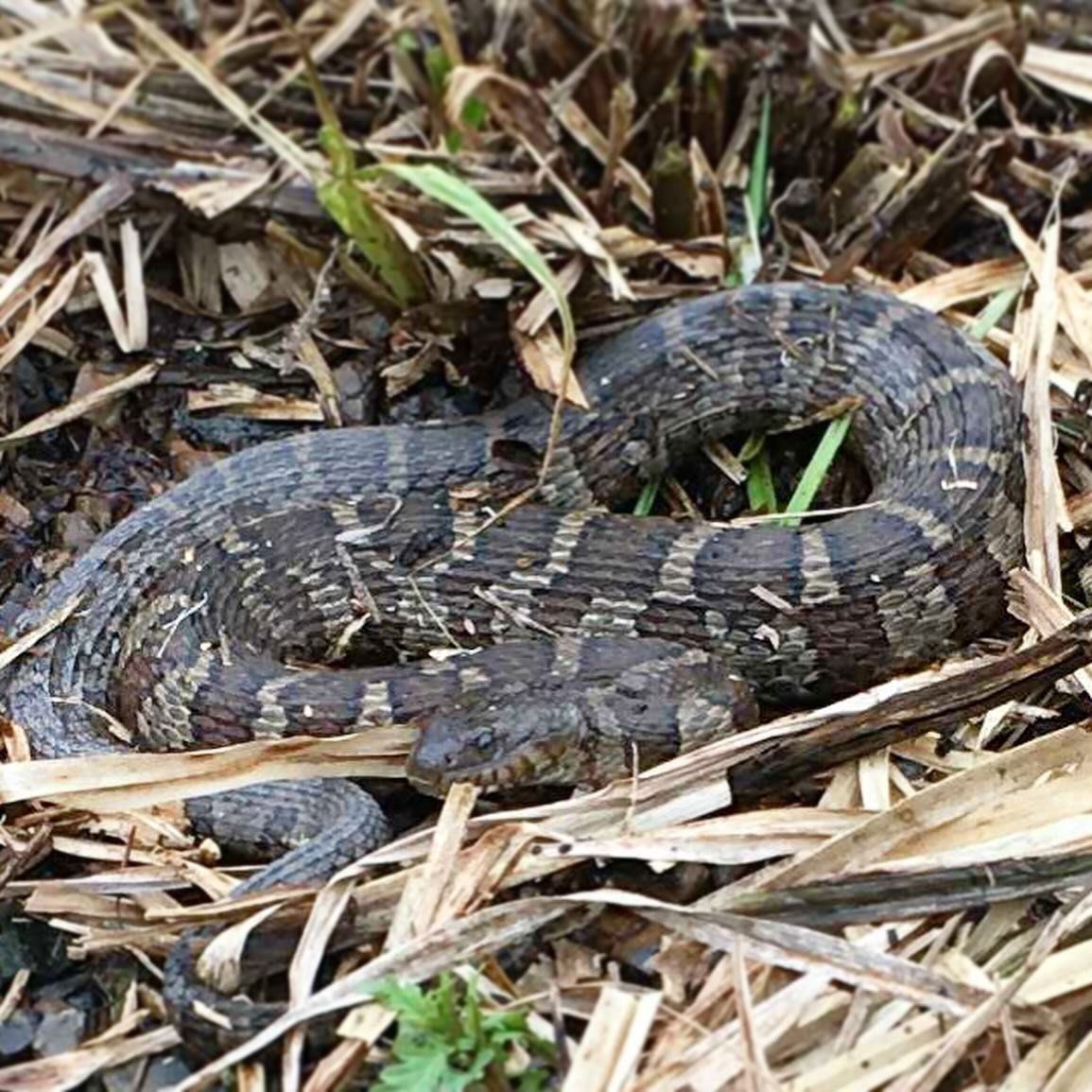 A northern water snake was seen cozying up on our Bubbly Creek gardens during our spring maintenance! Later, @redbreastedsapsucker spotted two northern water snakes mating in the river-edge  trees across from Bubbly Creek. These exciting observations