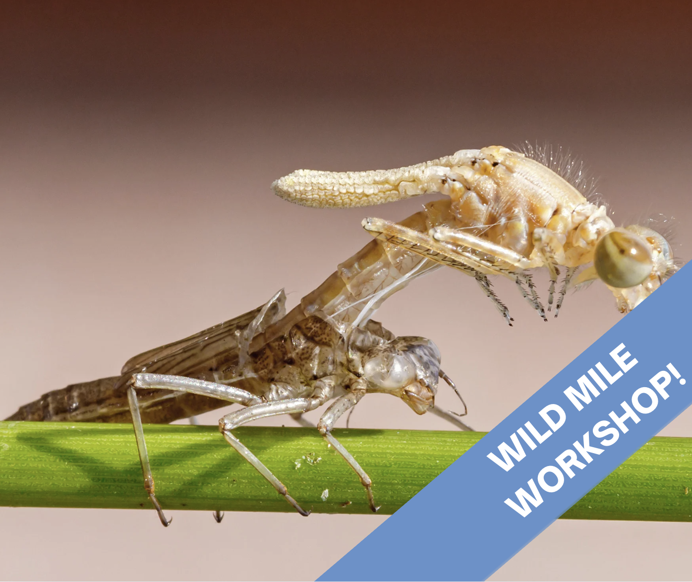 WMWS: Macroinvertebrates with Ellie Wasilewski!