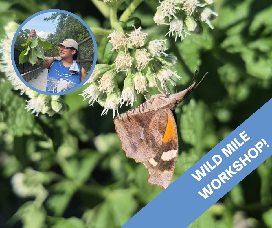 WMWS: Soil and Critters Workshop with KP Piña