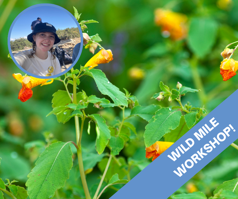 WMWS: Jewelweed Salves with Joee Cortina!