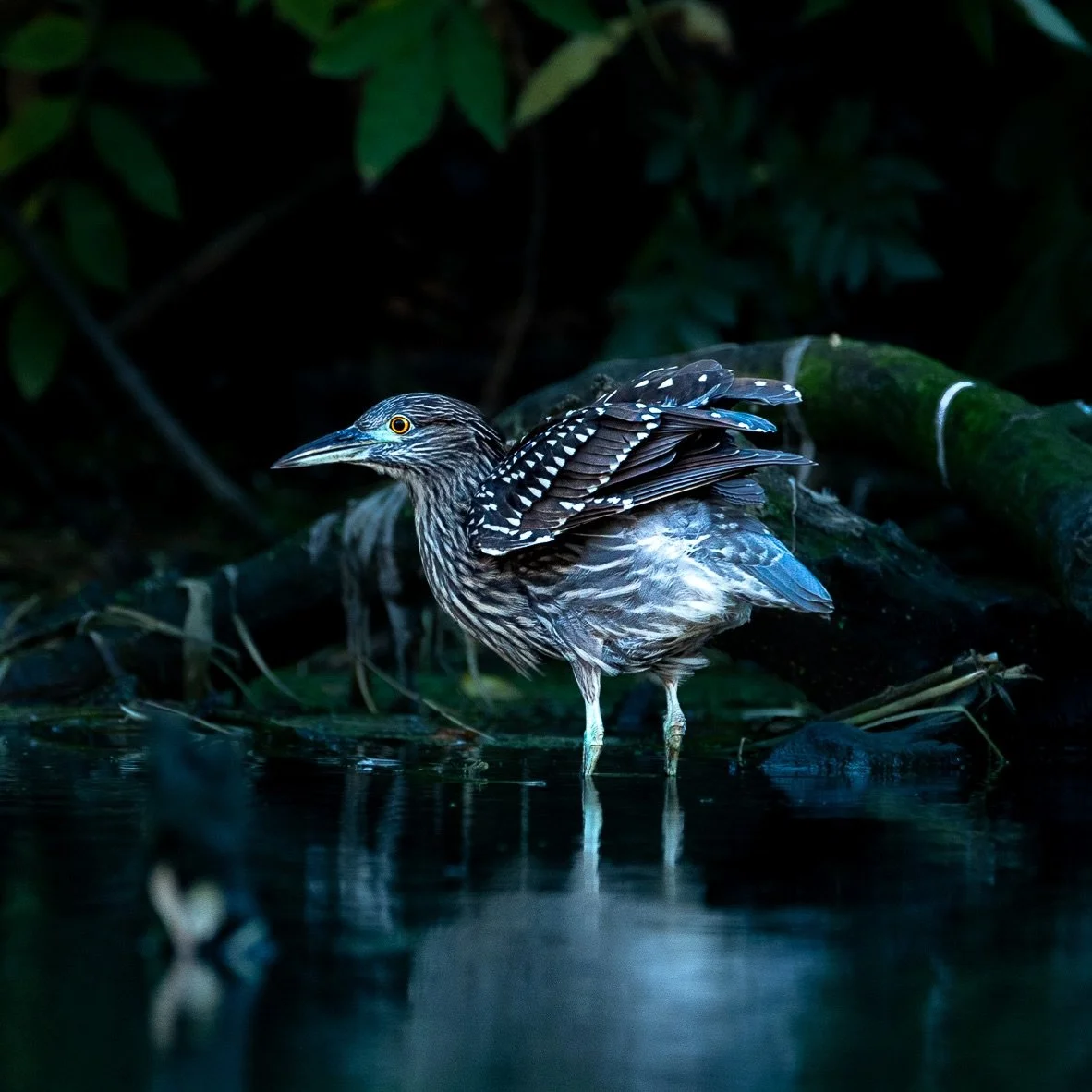 Submissions are open for our 2025 photo contest!! We&rsquo;ll be picking winners across the categories of people, wildlife, and landscape - as well as a grand champion! iPhone photos, Polaroids, and all other photographic mediums are welcome and enco