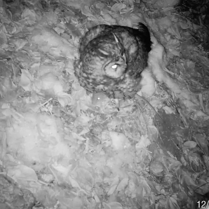 Winter is a less active season for some river wildlife, but not all! 🦅🦆🦉We&rsquo;ve already captured some majestic, dramatic, and action-packed moments from our feathered friends, including a couple seen returning from a successful hunt.

As the c