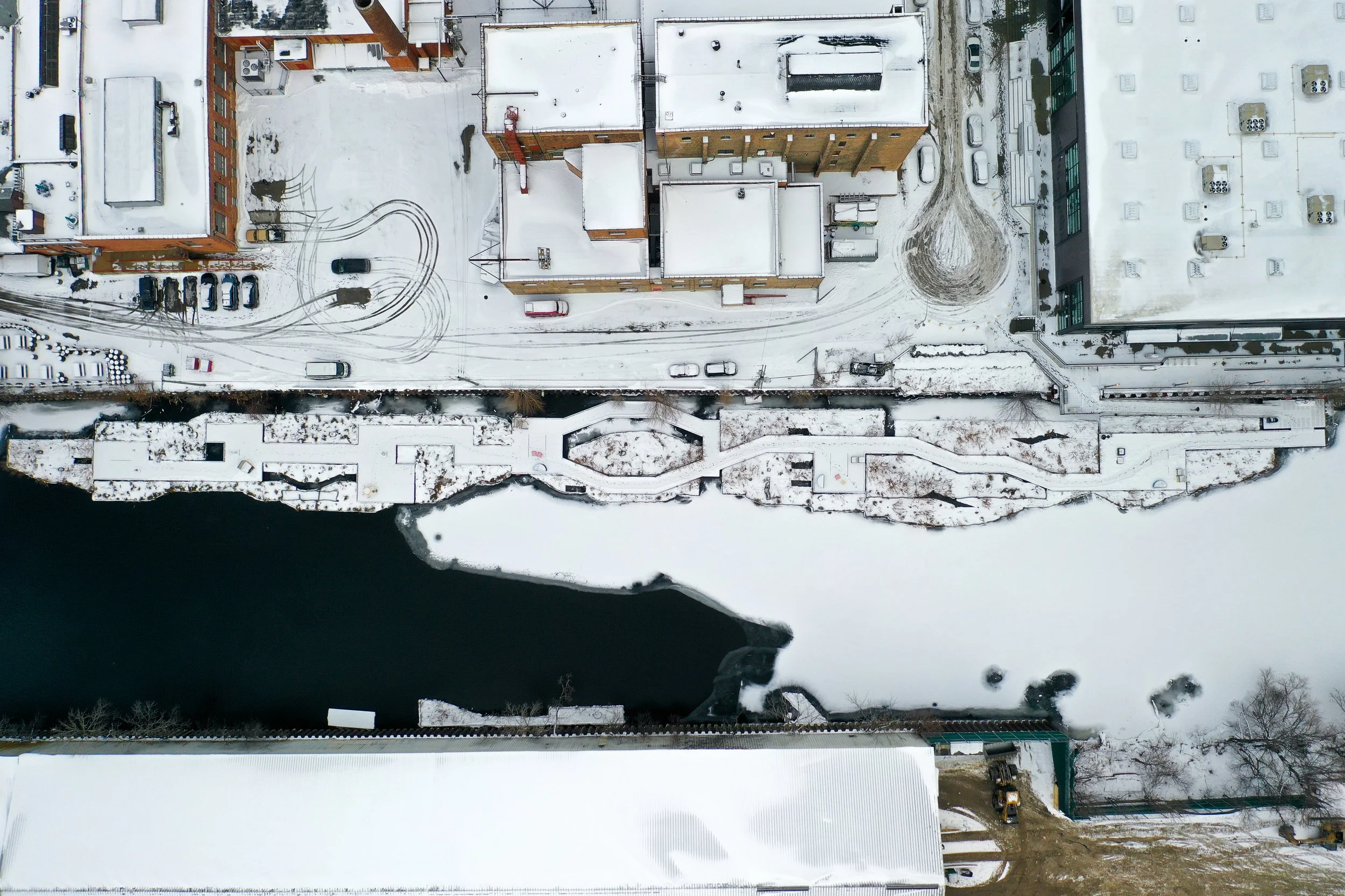 Canids, Castors, Creatives!