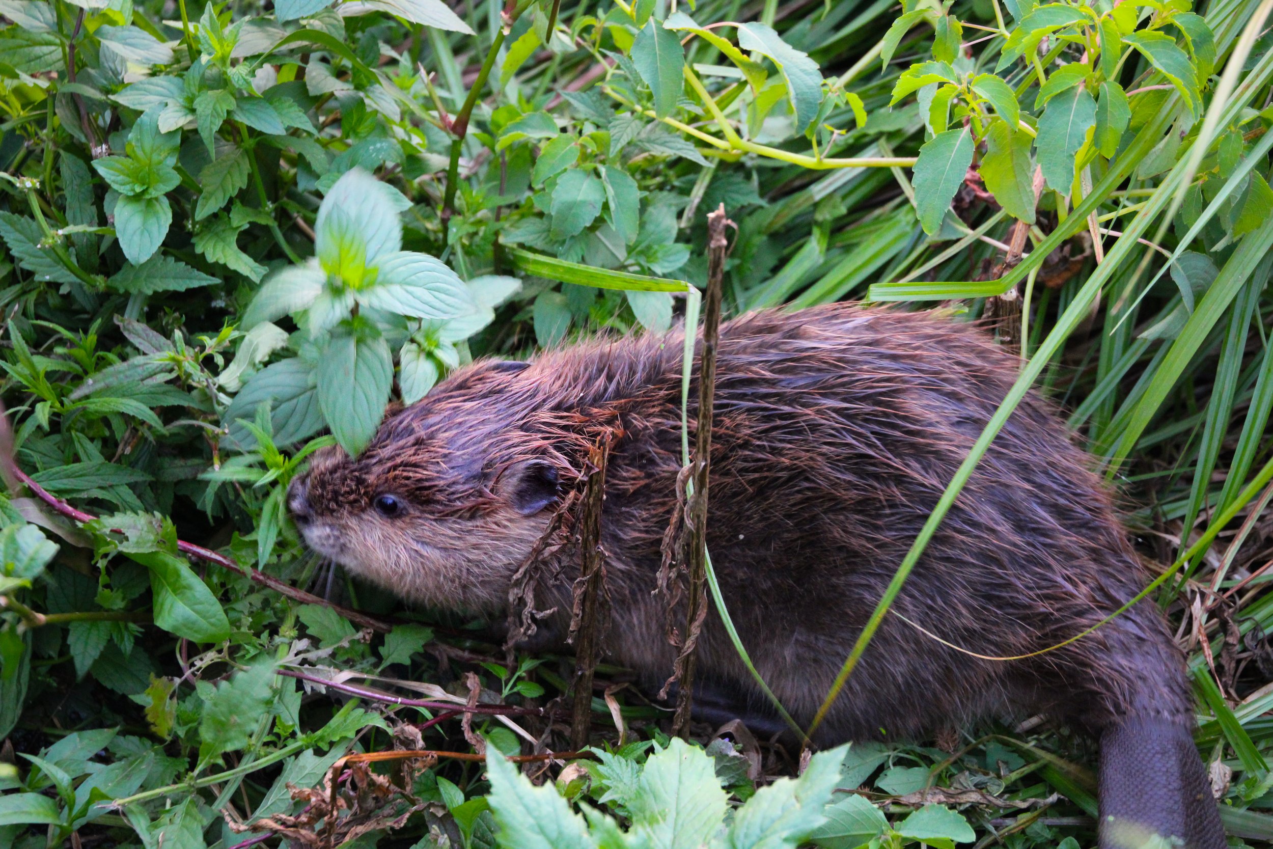 Beaver Celebration at the Wild Mile!