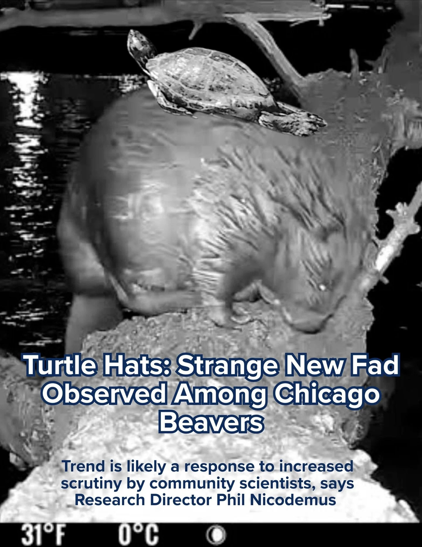 We&rsquo;ve been sitting on this information for a while since we&rsquo;re not sure what to make of it. Our researchers and Camera Crew volunteers have noticed a strange new trend sweeping the local beaver community - turtle hats. 

Research Director