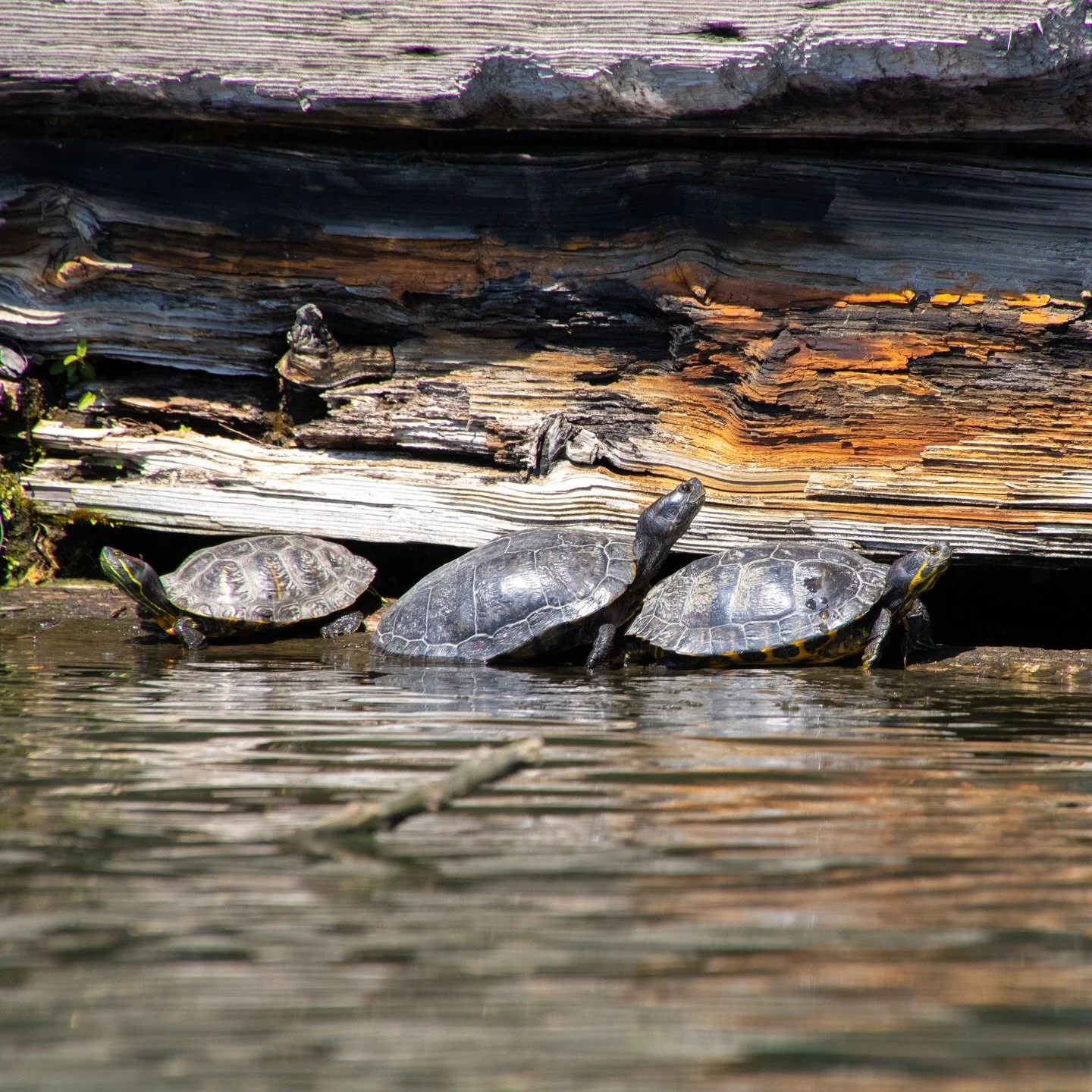 He (turtle) has risen (out of brumation)! 🤩 

During the chilly winter months, our local freshwater turtles brumate - a process similar to hibernation. They &ldquo;breathe&rdquo; through their highly-vascular cloacas (if you don&rsquo;t know what a 