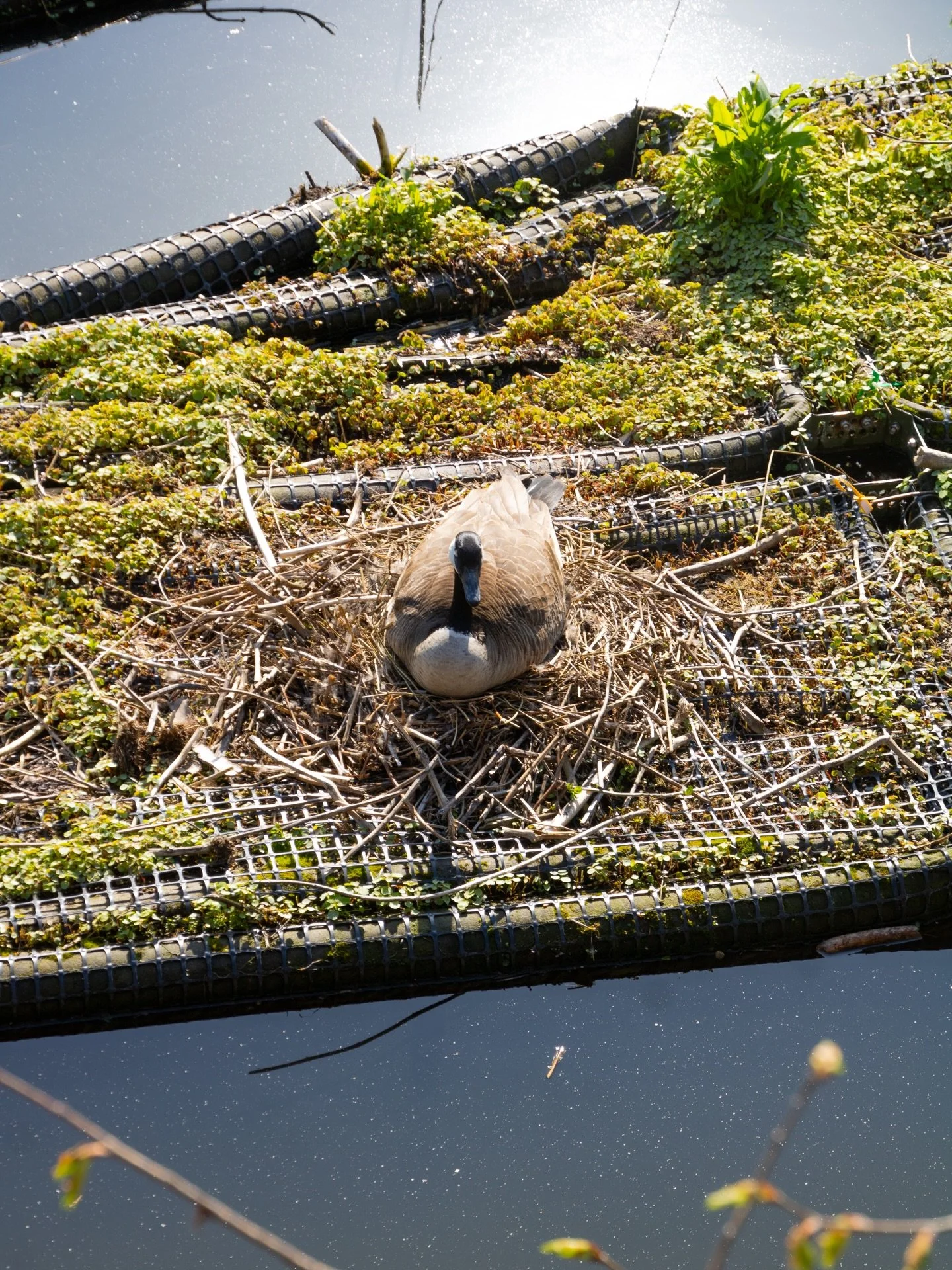Free tomorrow? Join us on the Wild Mile 3:30-5:30 for a BioBlitz as part of @citnatchallenge!!! You&rsquo;ll spot geese, turtles, geese, marsh marigolds, geese, geese, jewelweed, and even geese!!!

Check out our story for the RSVP link!!