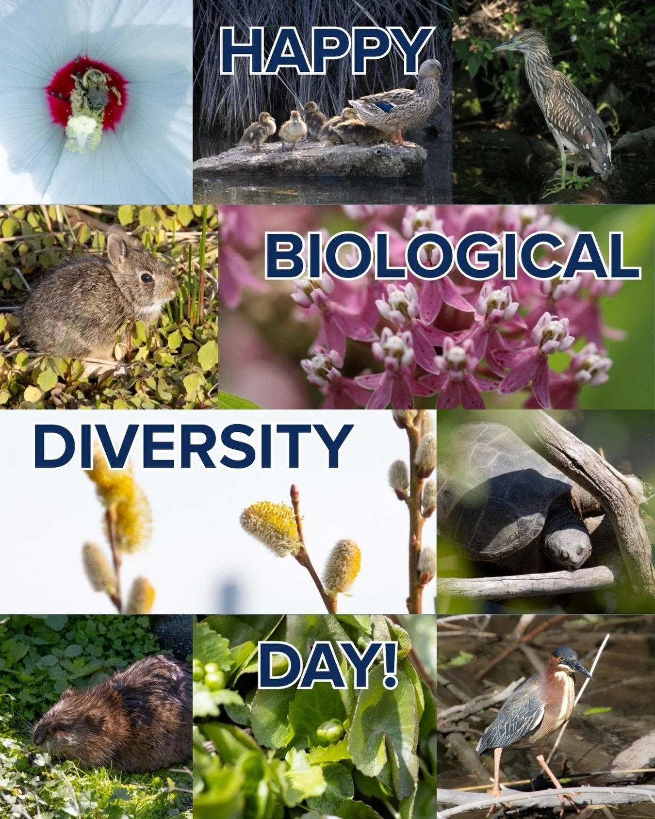 Happy (slightly belated) biodiversity day to all who celebrate! Don&rsquo;t forget to tell a native species you love them today, and maybe give them a little kiss on the forehead if they seem like they need it. 💚🌸🦋🐛🐜🌱🦉🪱🐢🦐🐍🍀🦫

#urbanriver