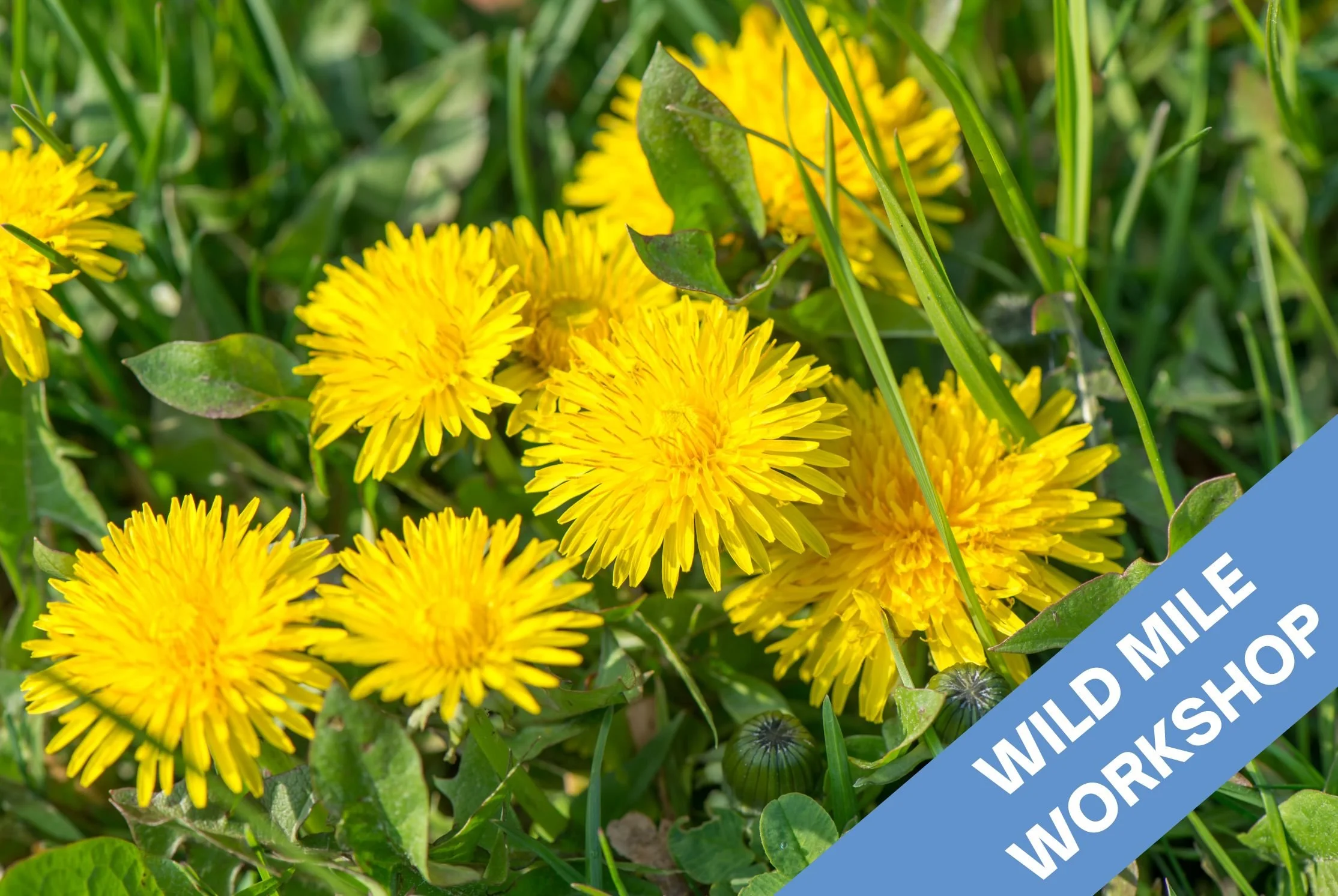 Workshop: DIY Dandelion Wine with the Wild Dryad