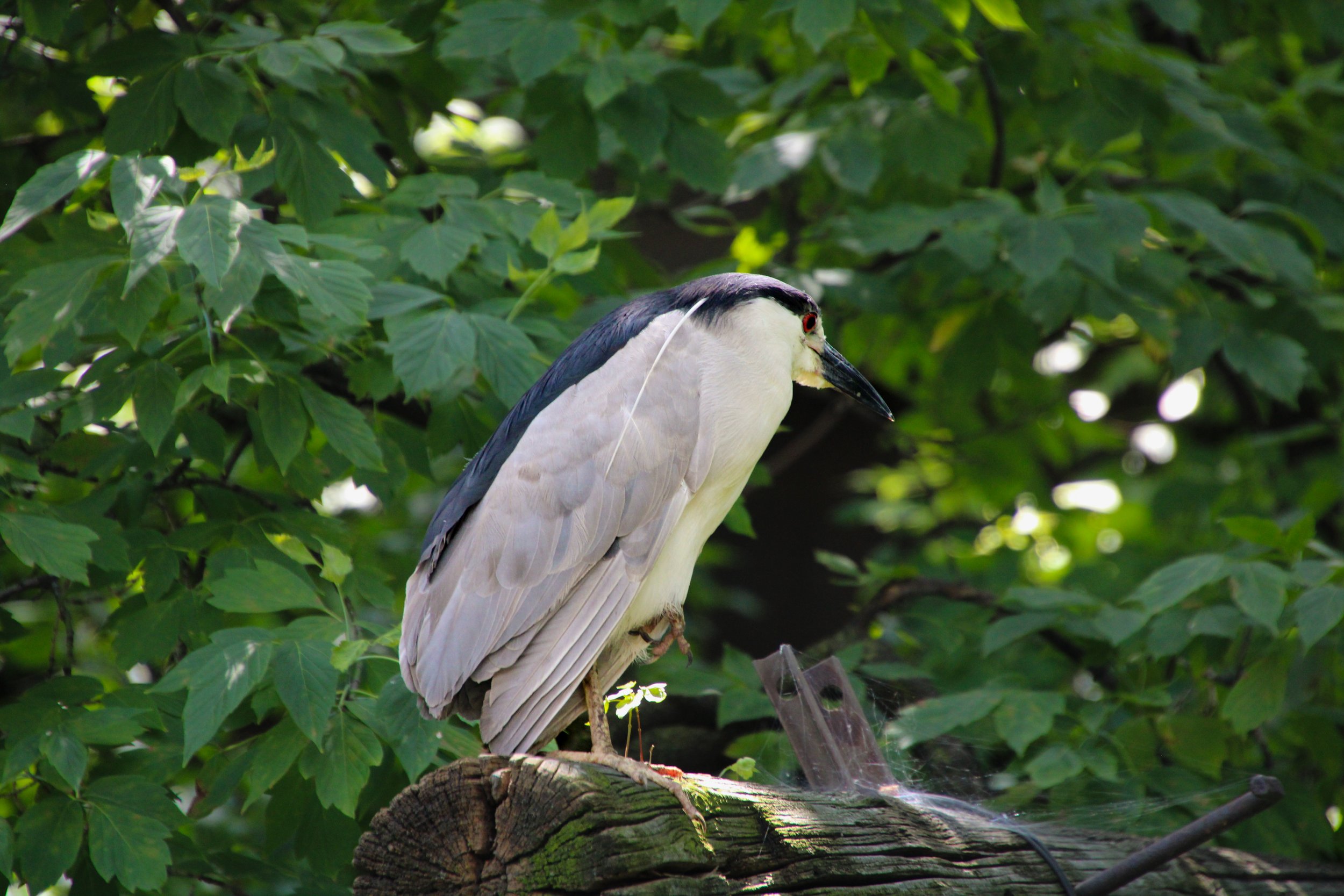 Midsommer Black Crowned Night Heron Celebration!