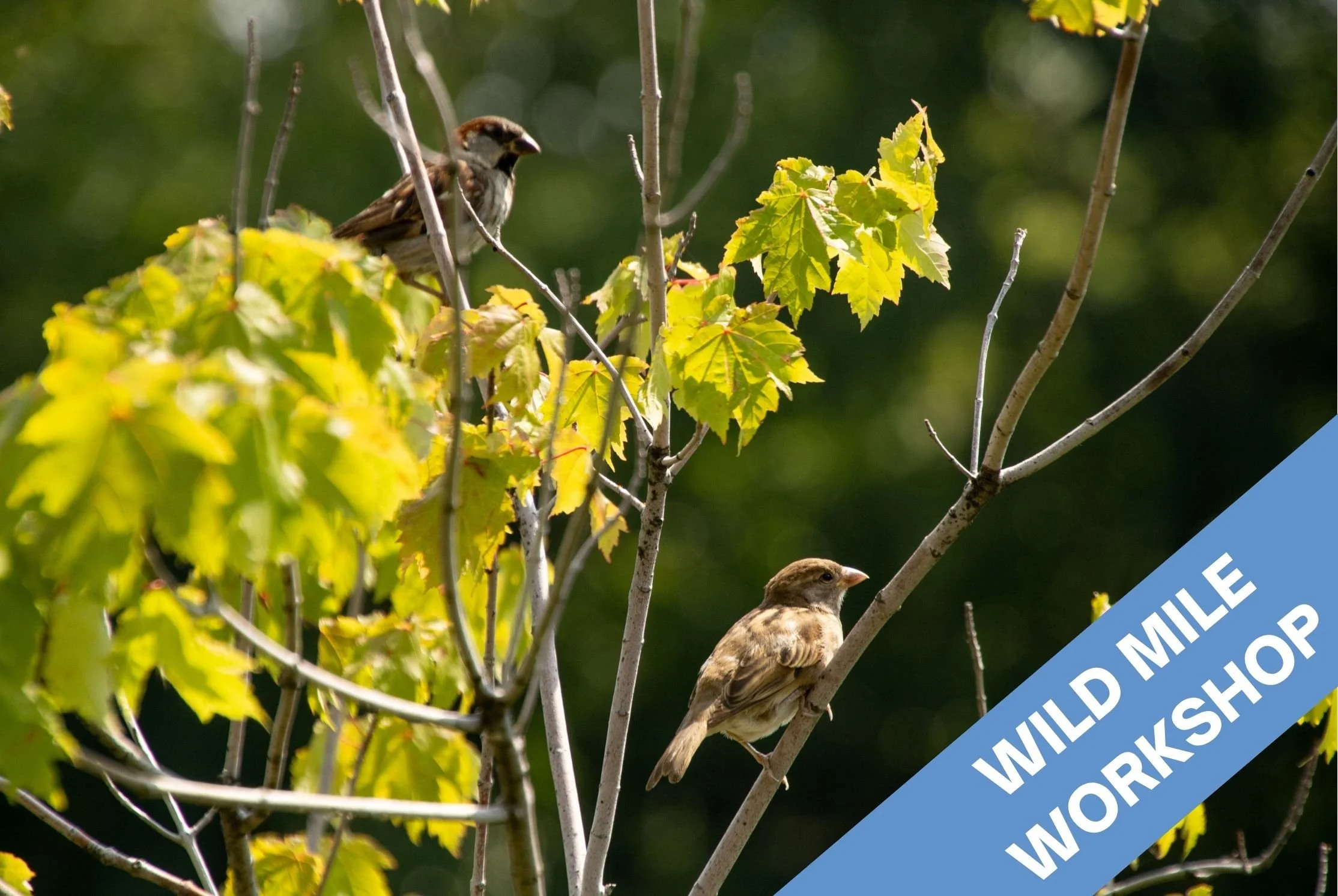 Workshop: Wild Mile Tree Walk with the Morton Arboretum