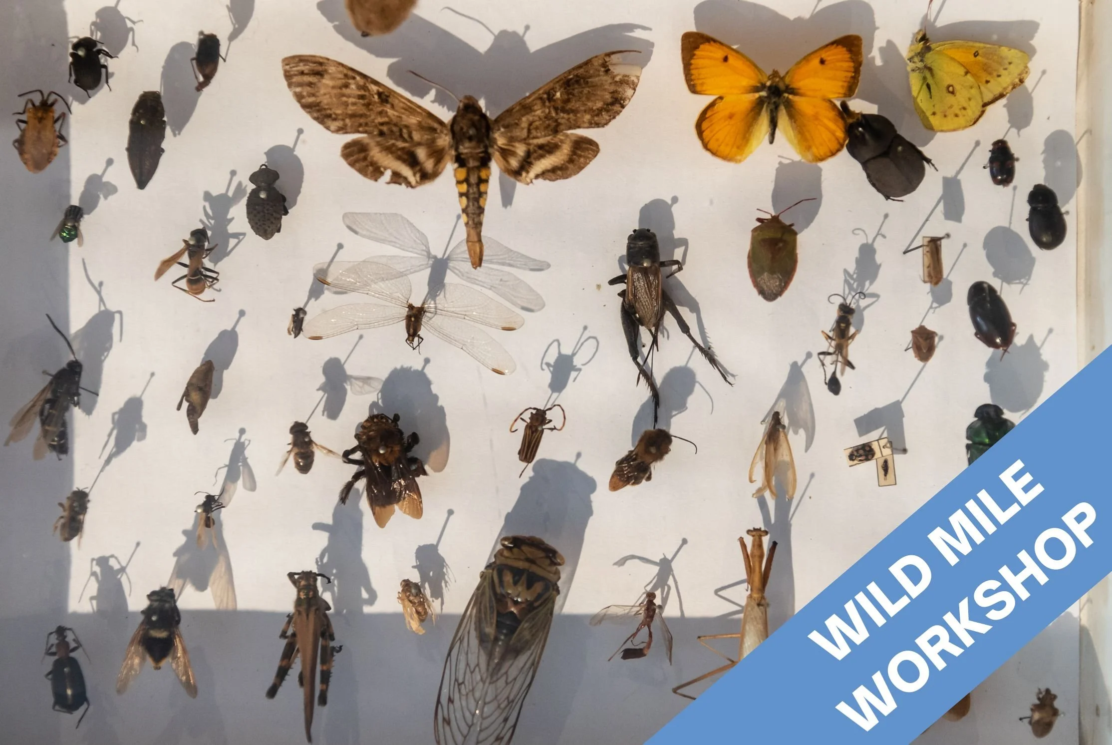Workshop: Insect Pinning with lally Fabela