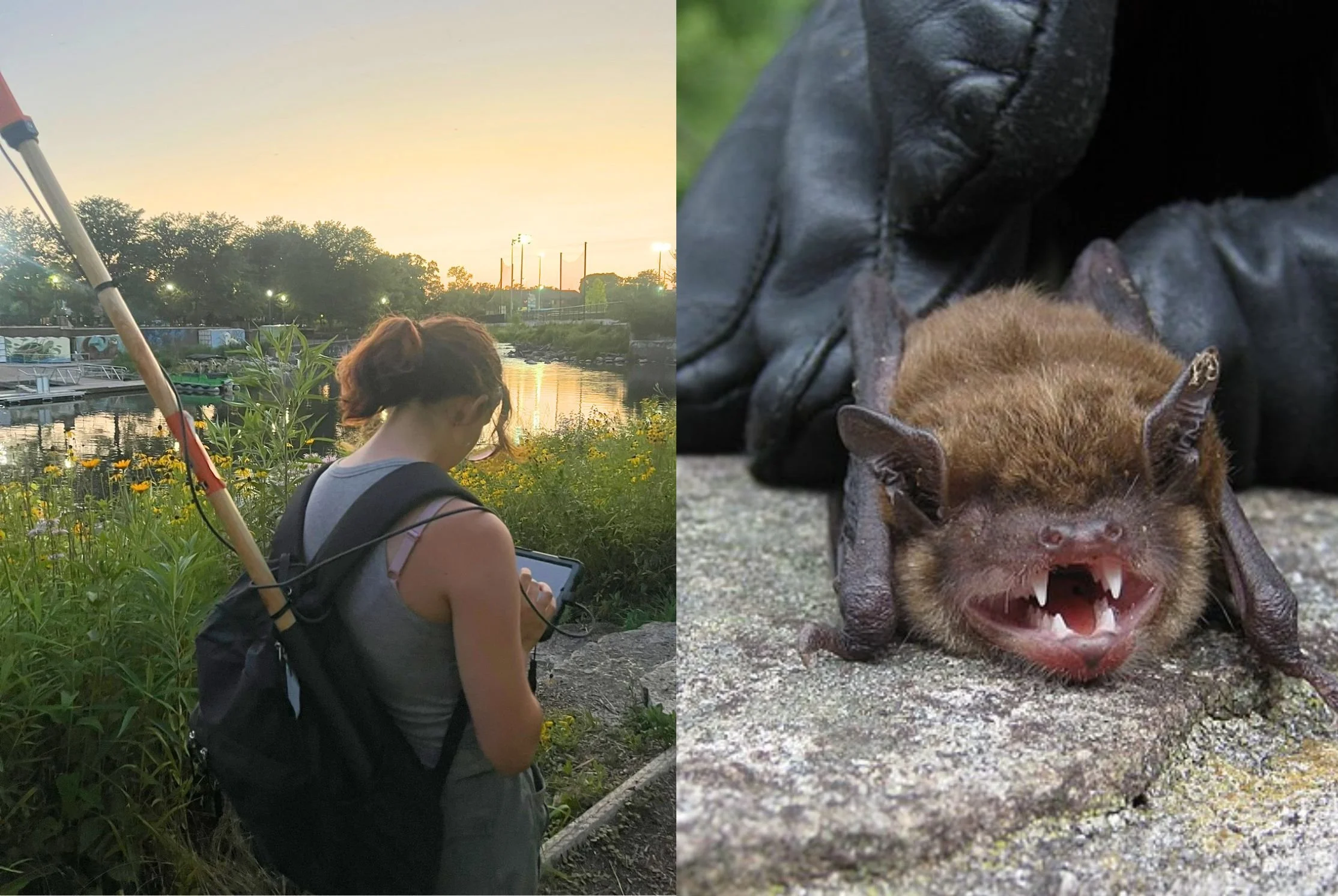 Bat Walk! (River Park)
