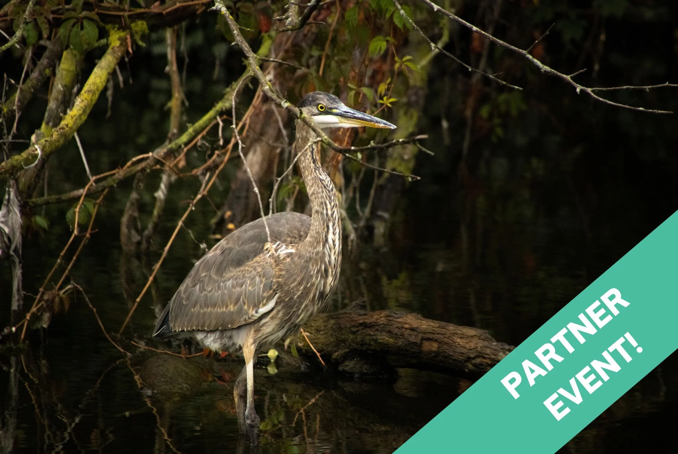 Urban Bird Fest: Riverside Birding @ Canal Origins