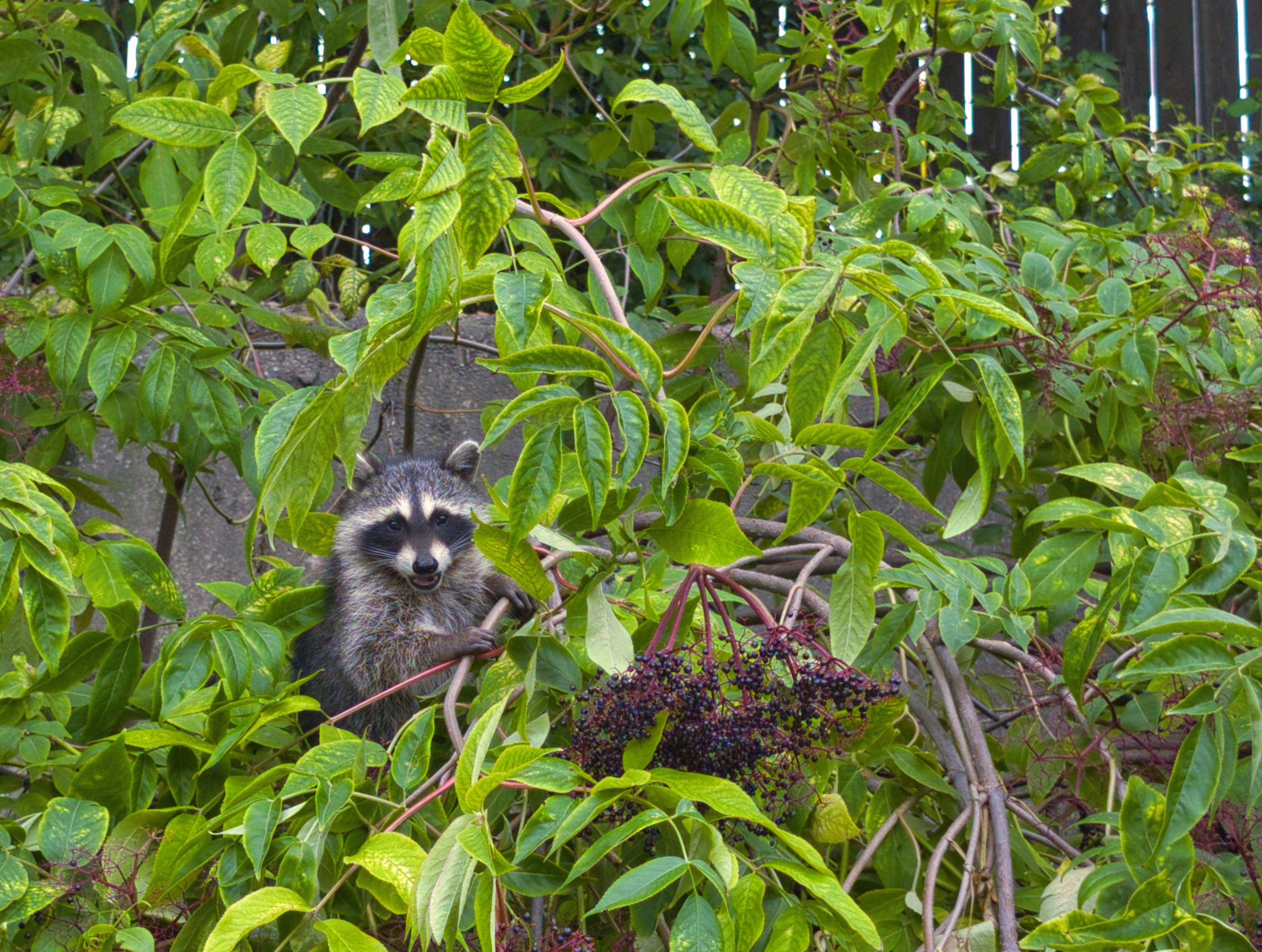 "Sambucus canadensis in August", Thom Valentino, IG: @tbtyh