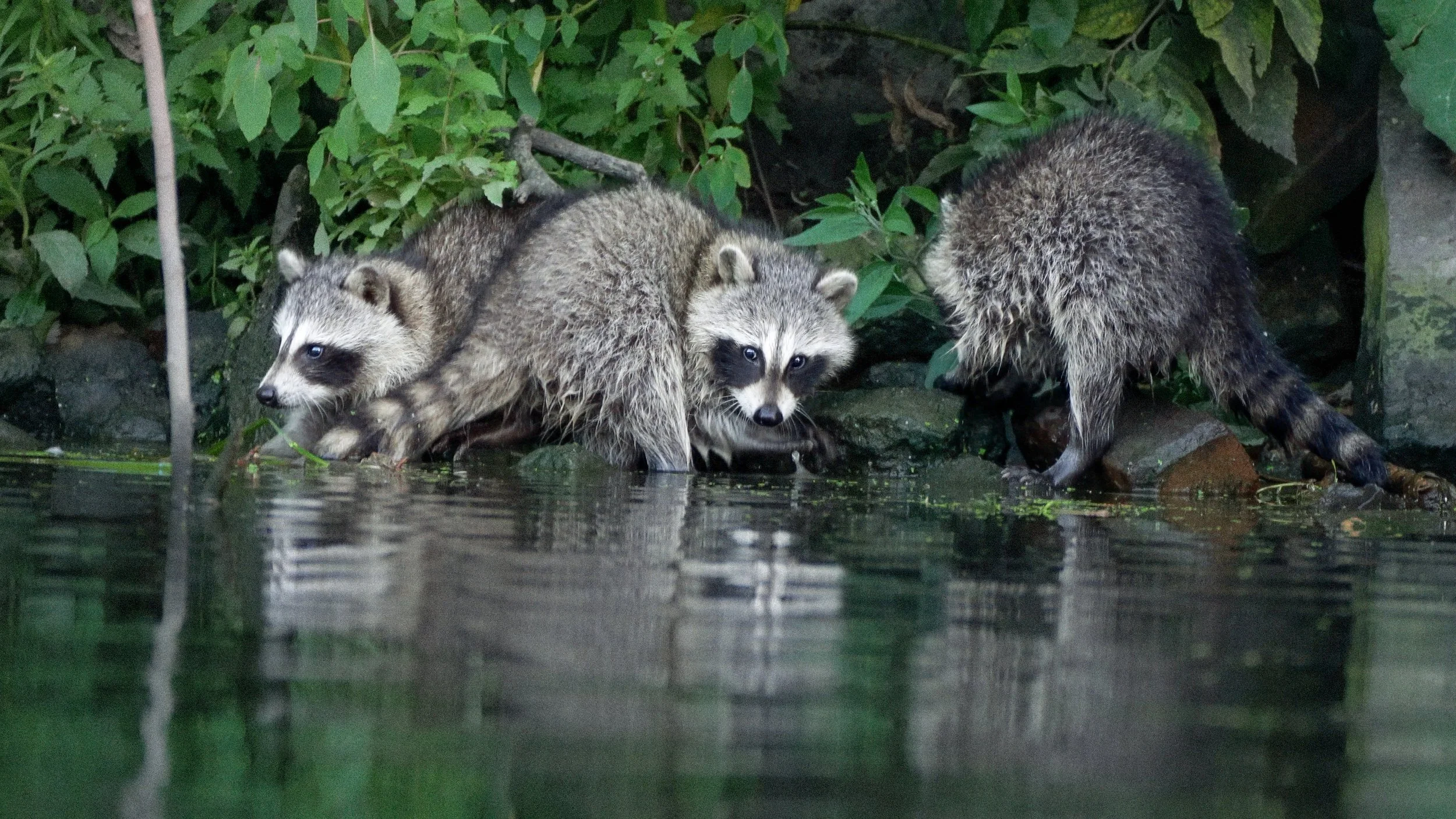 "All Good Raccoons Wash Their Hands" Grace Hebert, IG: @gracenoooelle