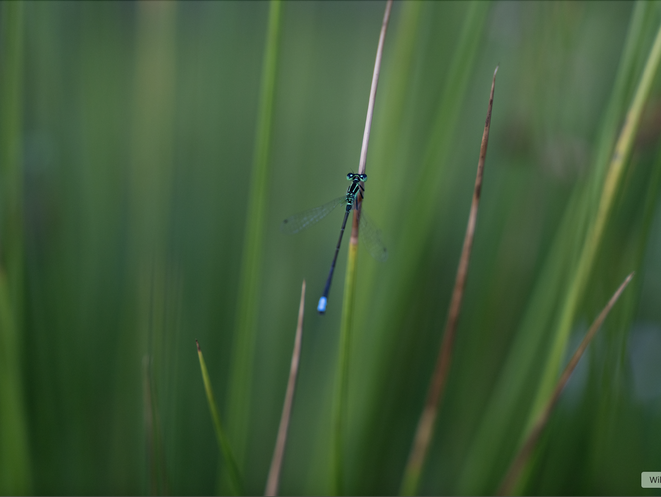 "Bugs are Cool" Grace Hebert, IG: @gracenoooelle